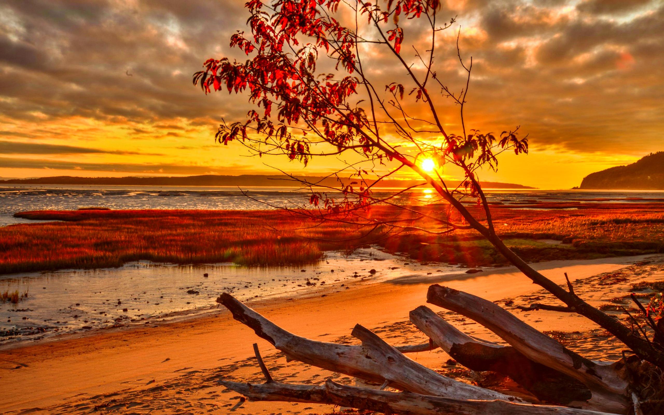 2560x1600 Driftwood Ocean Sea Fall Sunset Sunrise Wallpaper:2560x1600