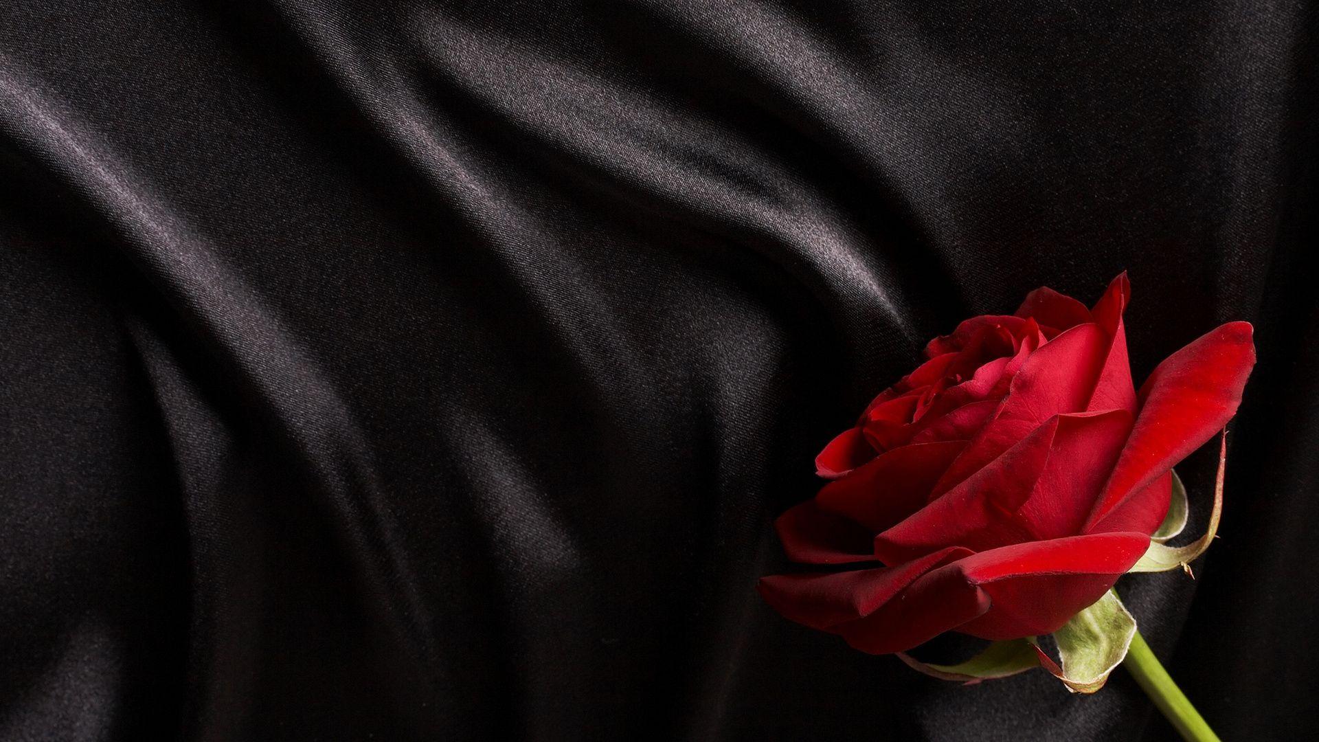 Black And Red Rose Wallpapers Top Free Black And Red Rose Backgrounds Wallpaperaccess