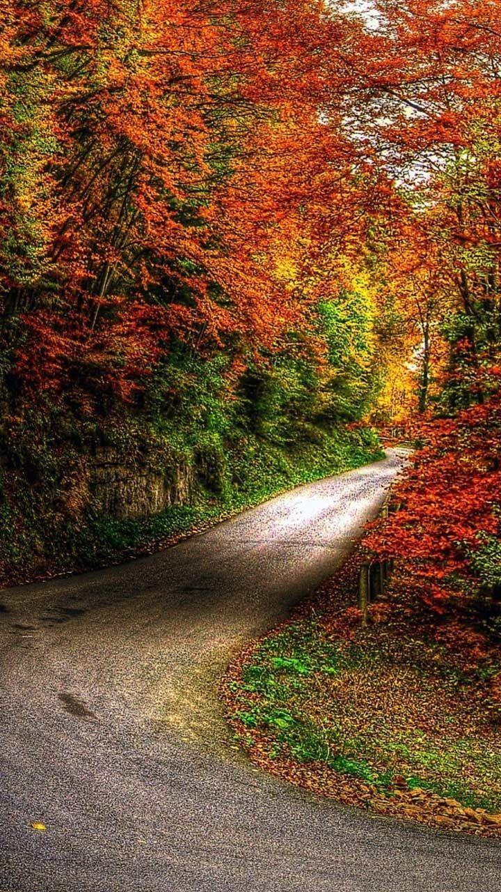 720x1280 Fall nature wallpaper HD background for iphone android lock screen. autumn trees. Android wallpaper nature, Nature wallpaper, Beautiful nature wallpaper hd