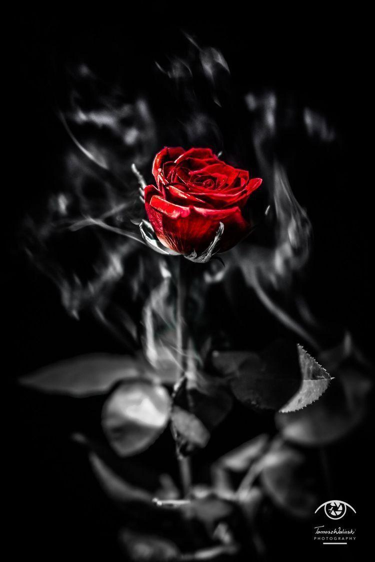 Black and Red Rose Wallpapers - Top Free Black and Red ...