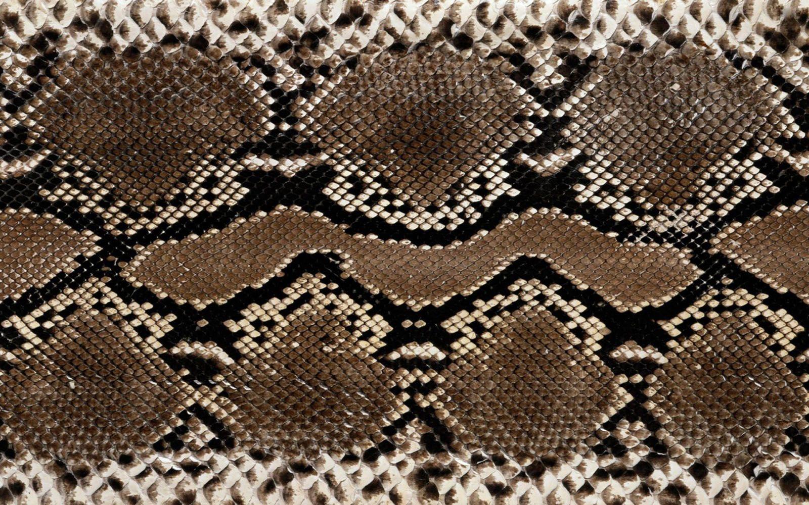 1600x1000 Snake Skin Wallpaper High Quality