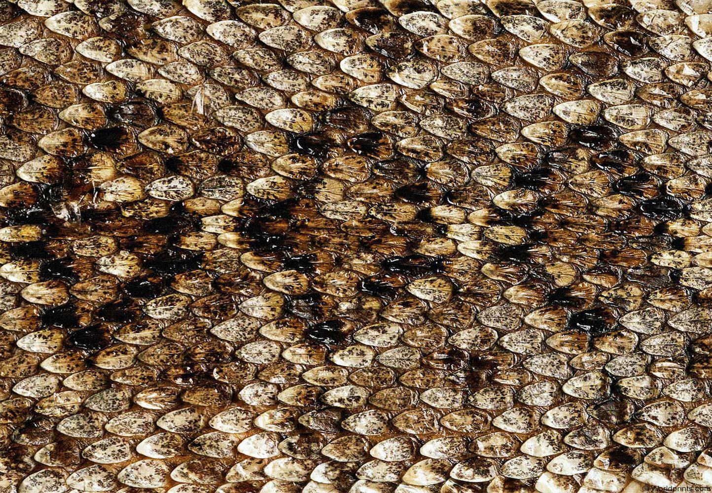 1444x1000 Snake skin wallpaper