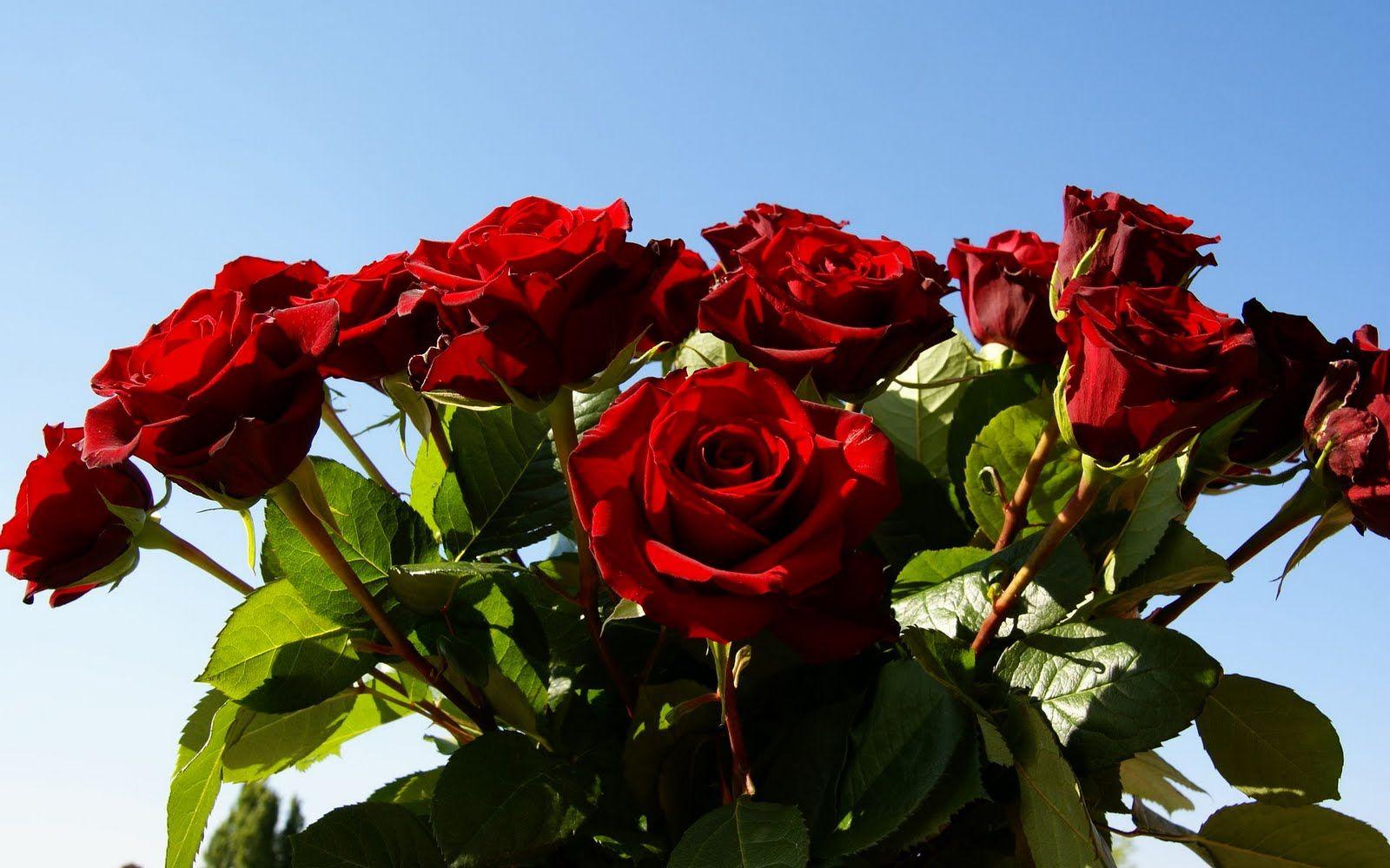 1600x1000 Free Flowers Photo And Wallpaper