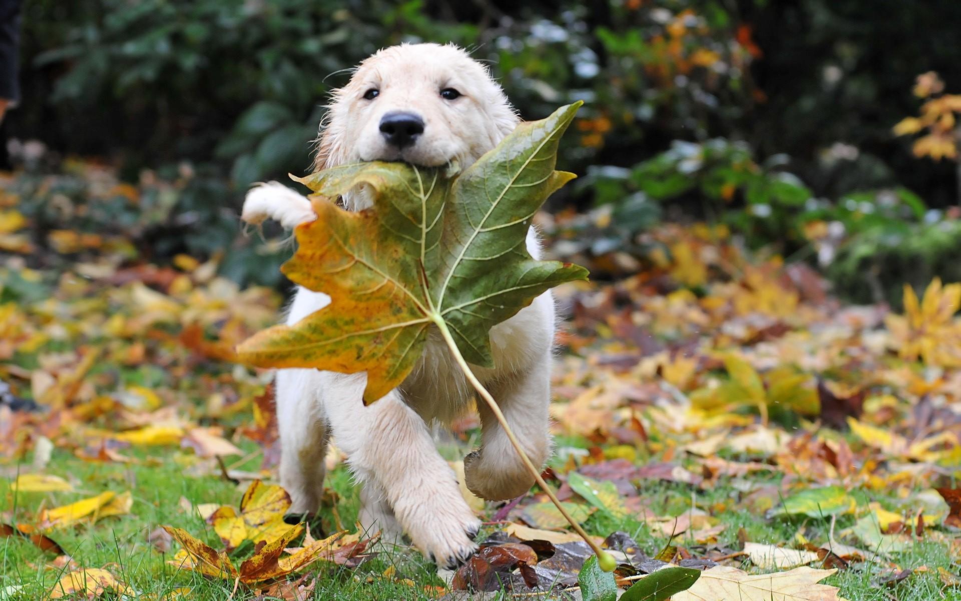 1920x1200 Fall Animal Wallpaper