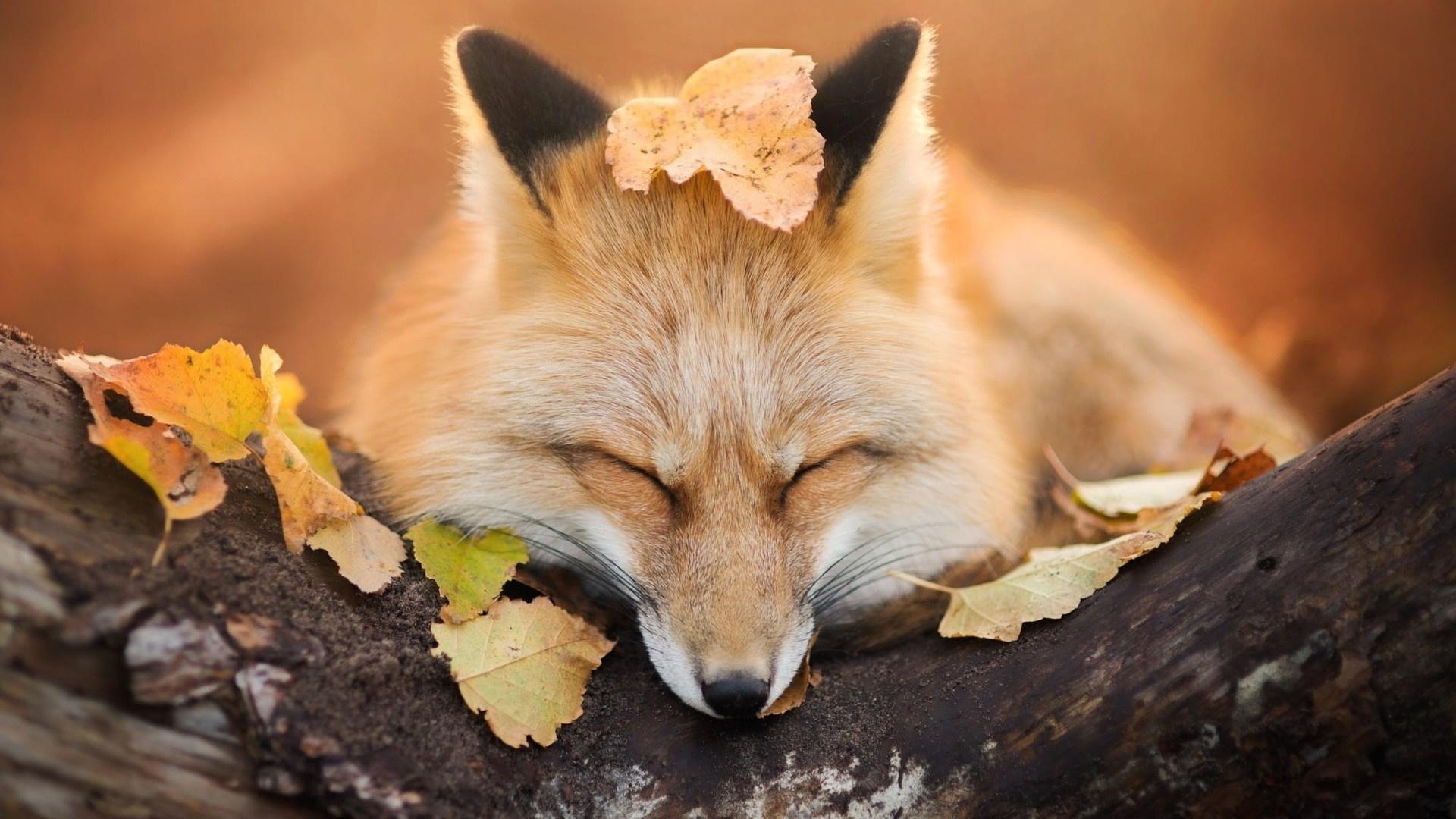 1920x1080 Autumn Animals HD Wallpaper