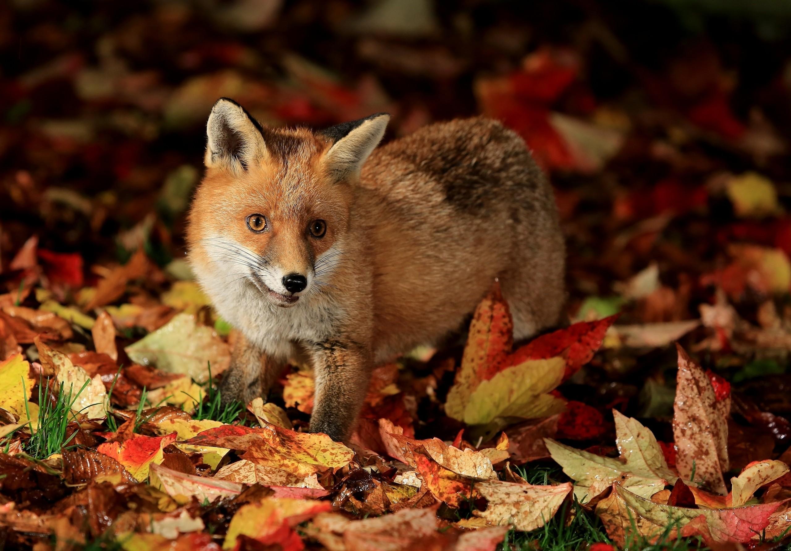 Animals Autumn Wallpapers - Top Free Animals Autumn Backgrounds ...