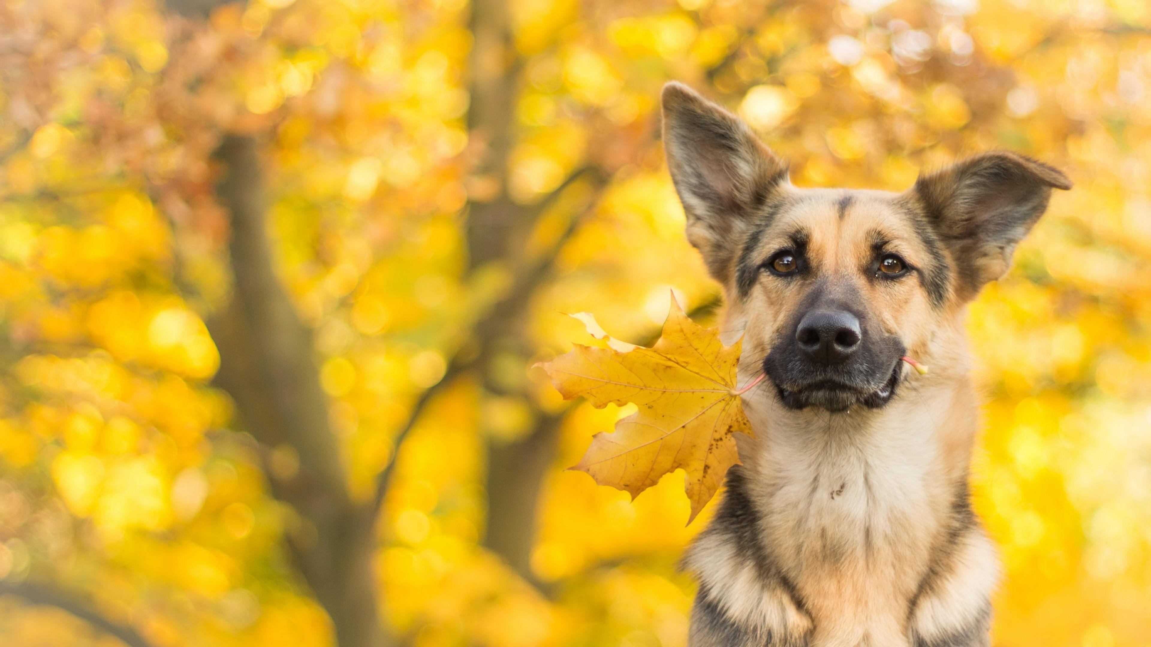 3840x2160 Wallpaper / dog, cute animals, leaves, autumn, 4k free download