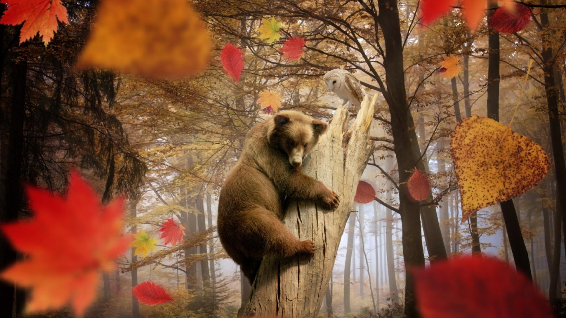 Animals Autumn Wallpapers Top Free Animals