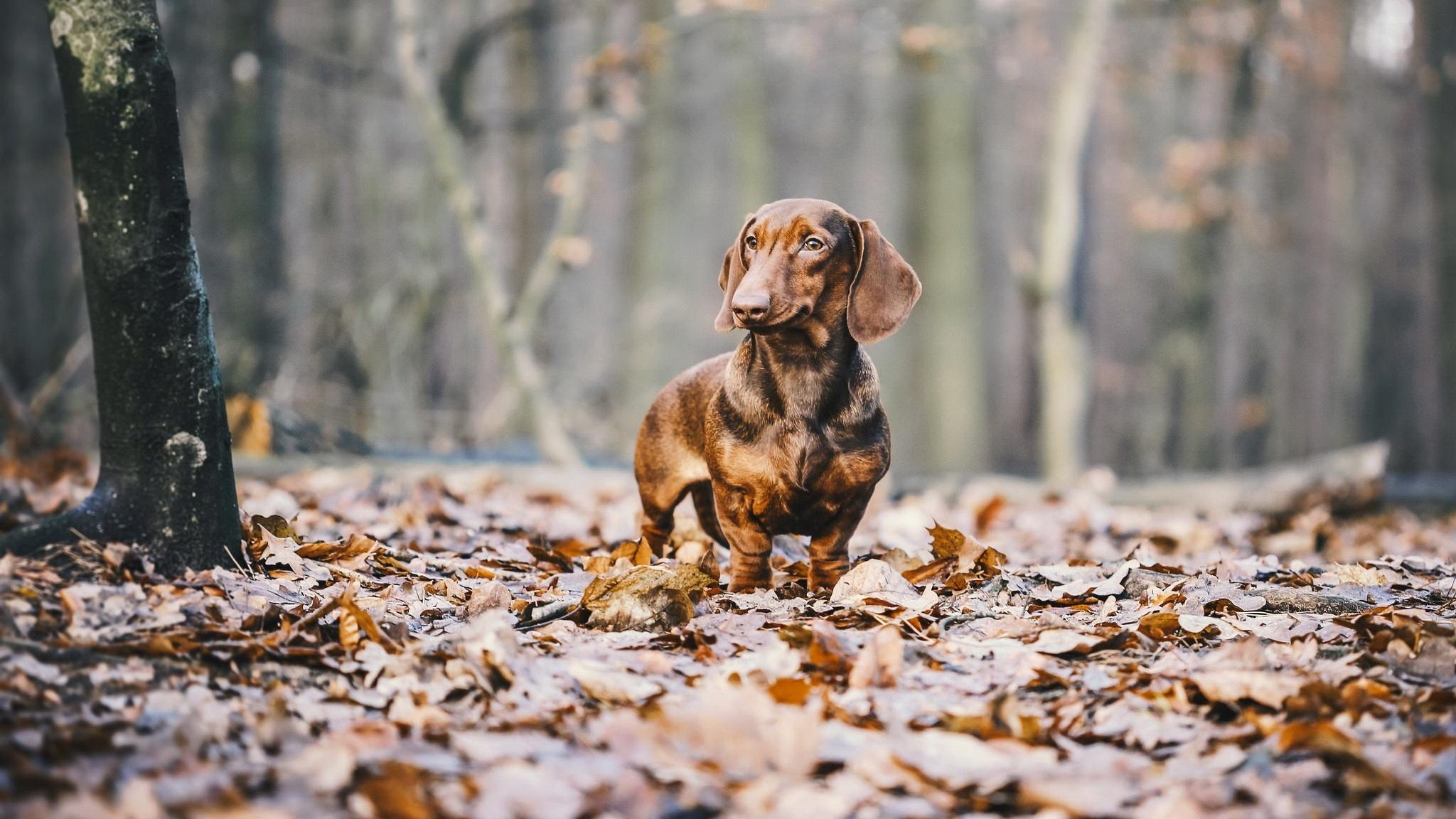 Animals Autumn Wallpapers - Top Free Animals Autumn Backgrounds