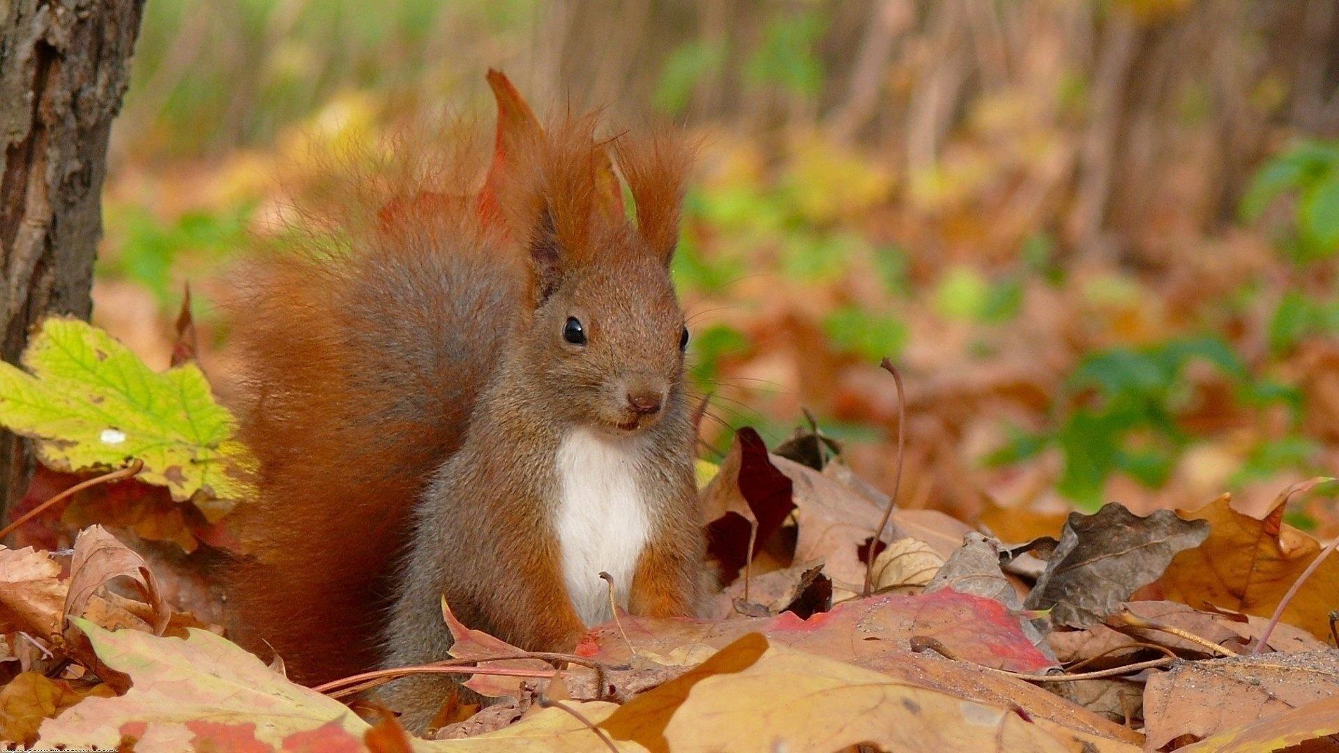 Grab Fantastic Autumn Wallpaper With Animals