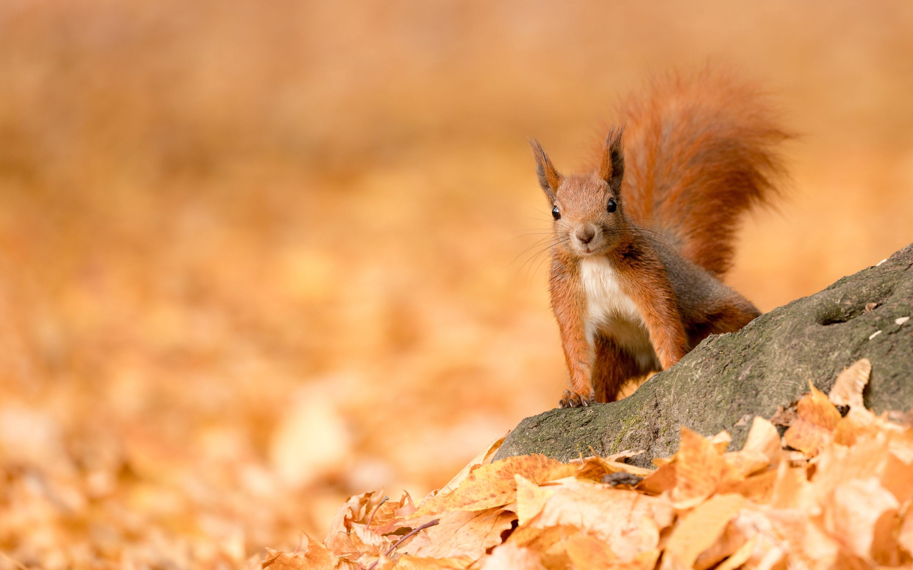 Animals Autumn Wallpapers - Top Free Animals Autumn Backgrounds