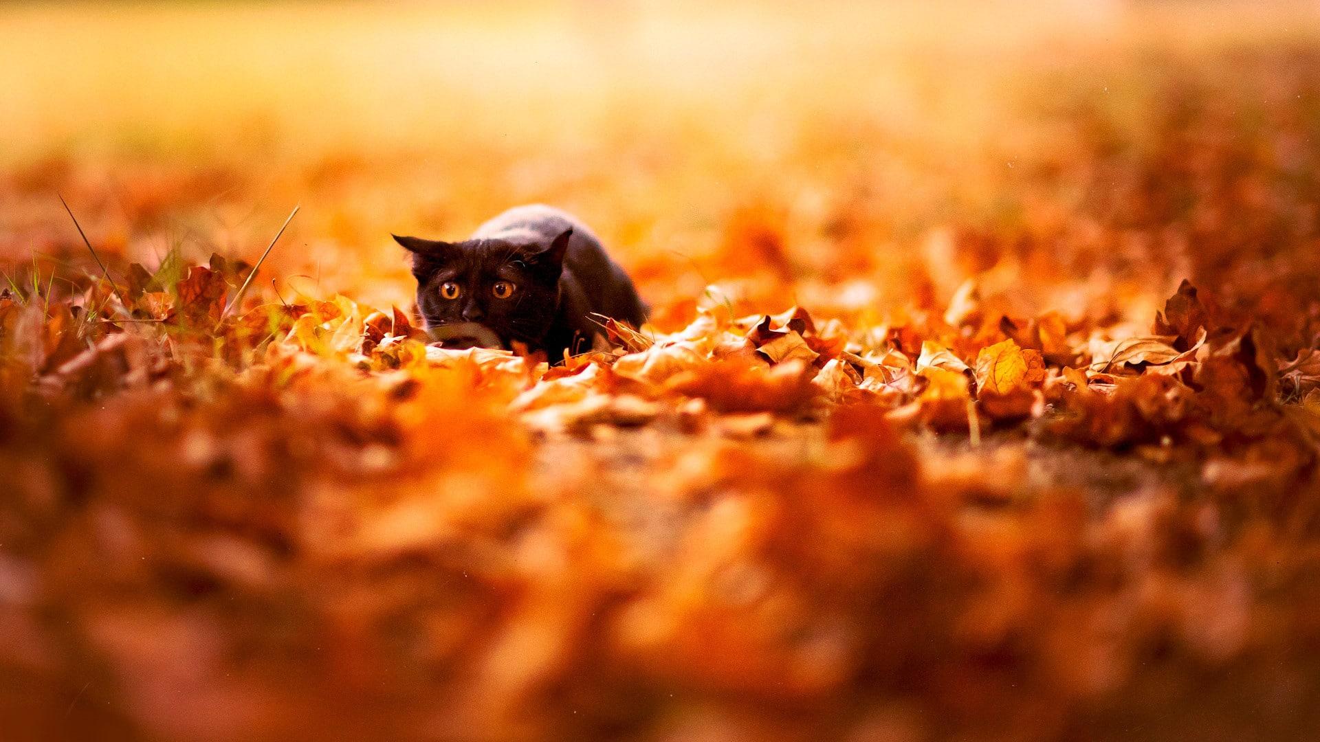 1920x1080 Autumn Wallpaper