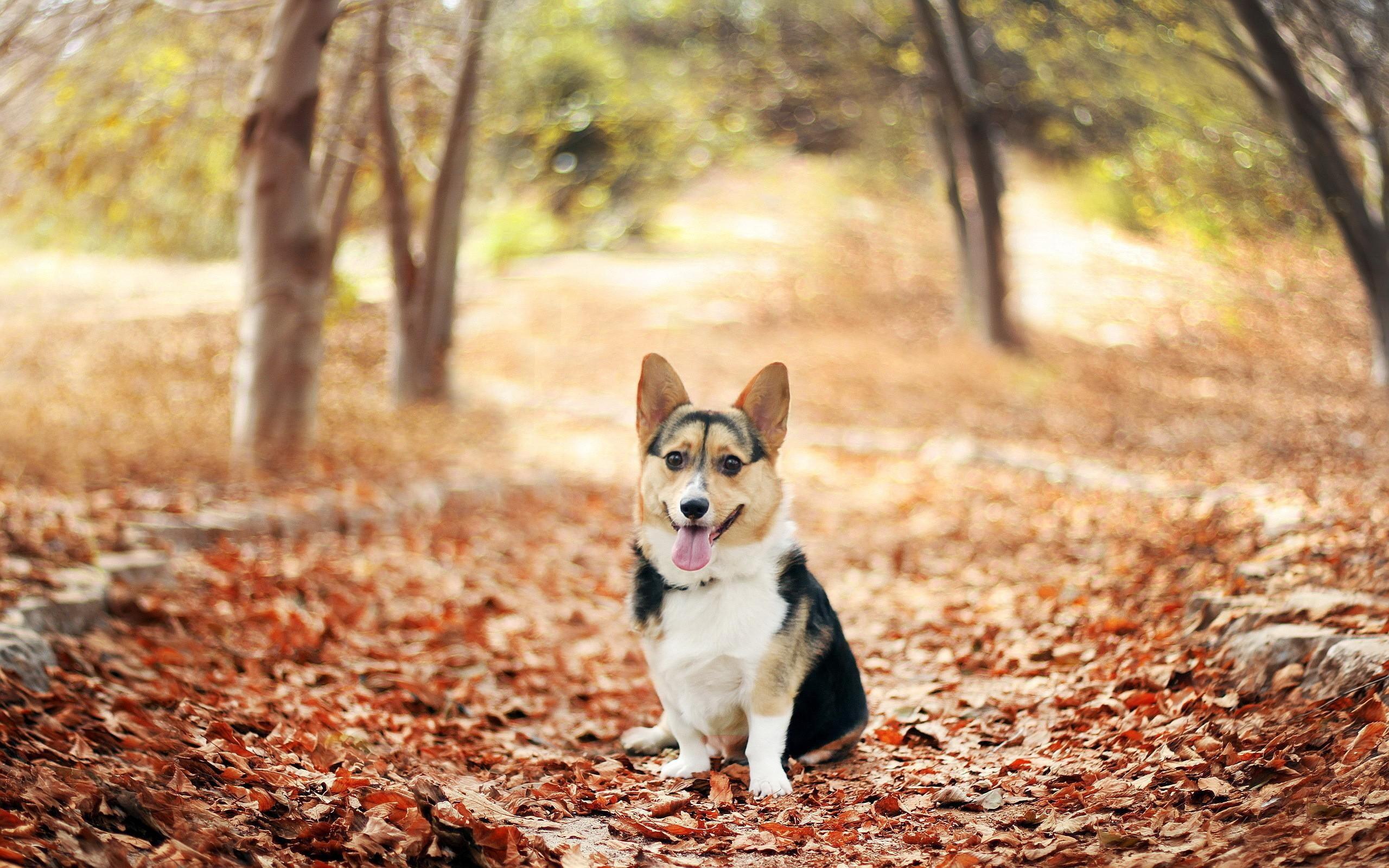 2560x1600 Wallpaper / 2K, corgi, dogs, fallen, gallery, nature, leaves, trees, picture, animals, autumn free download