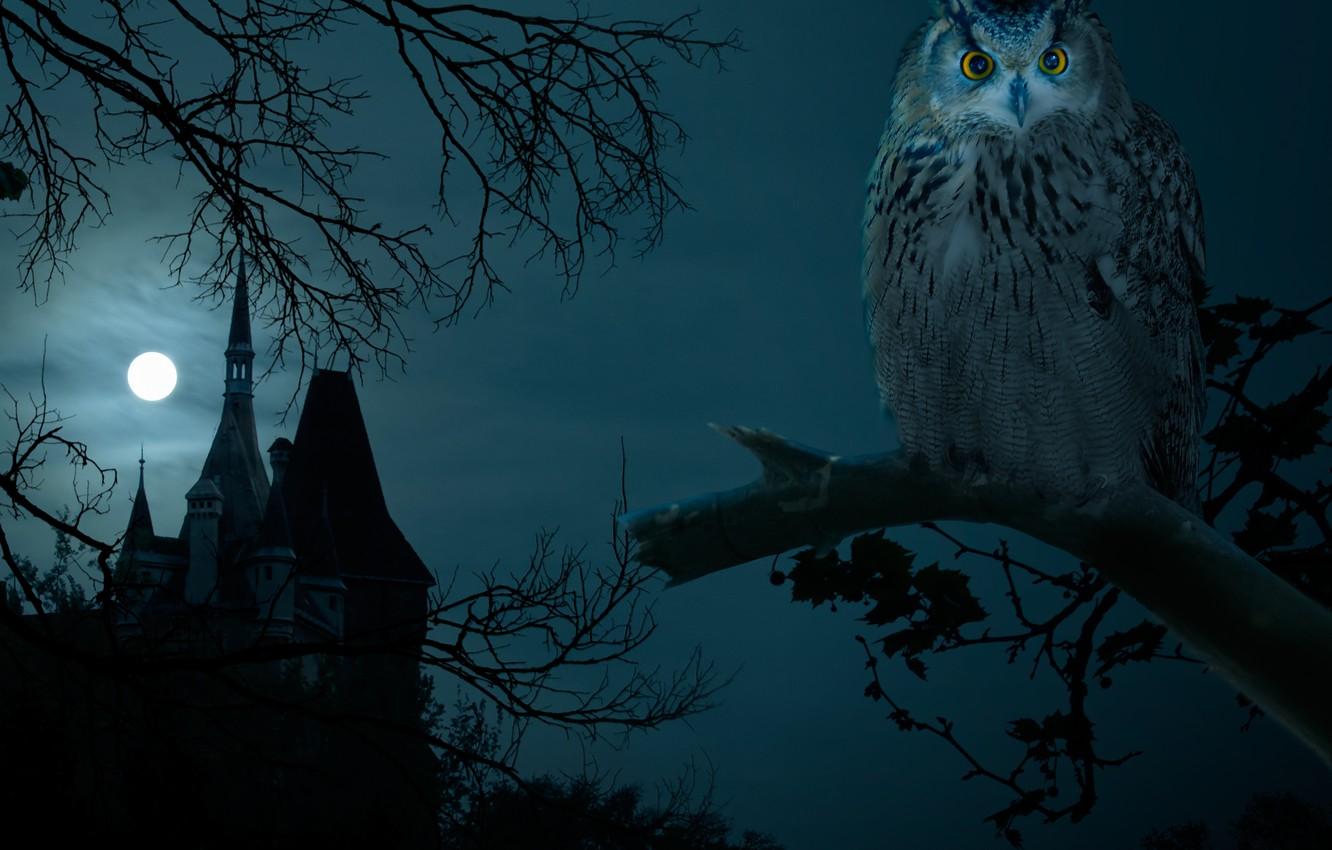 1332x850 Wallpaper night, castle, owl, dark, Halloween, moon, Halloween, the full moon, night, owl, hounted house image for desktop, section праздники