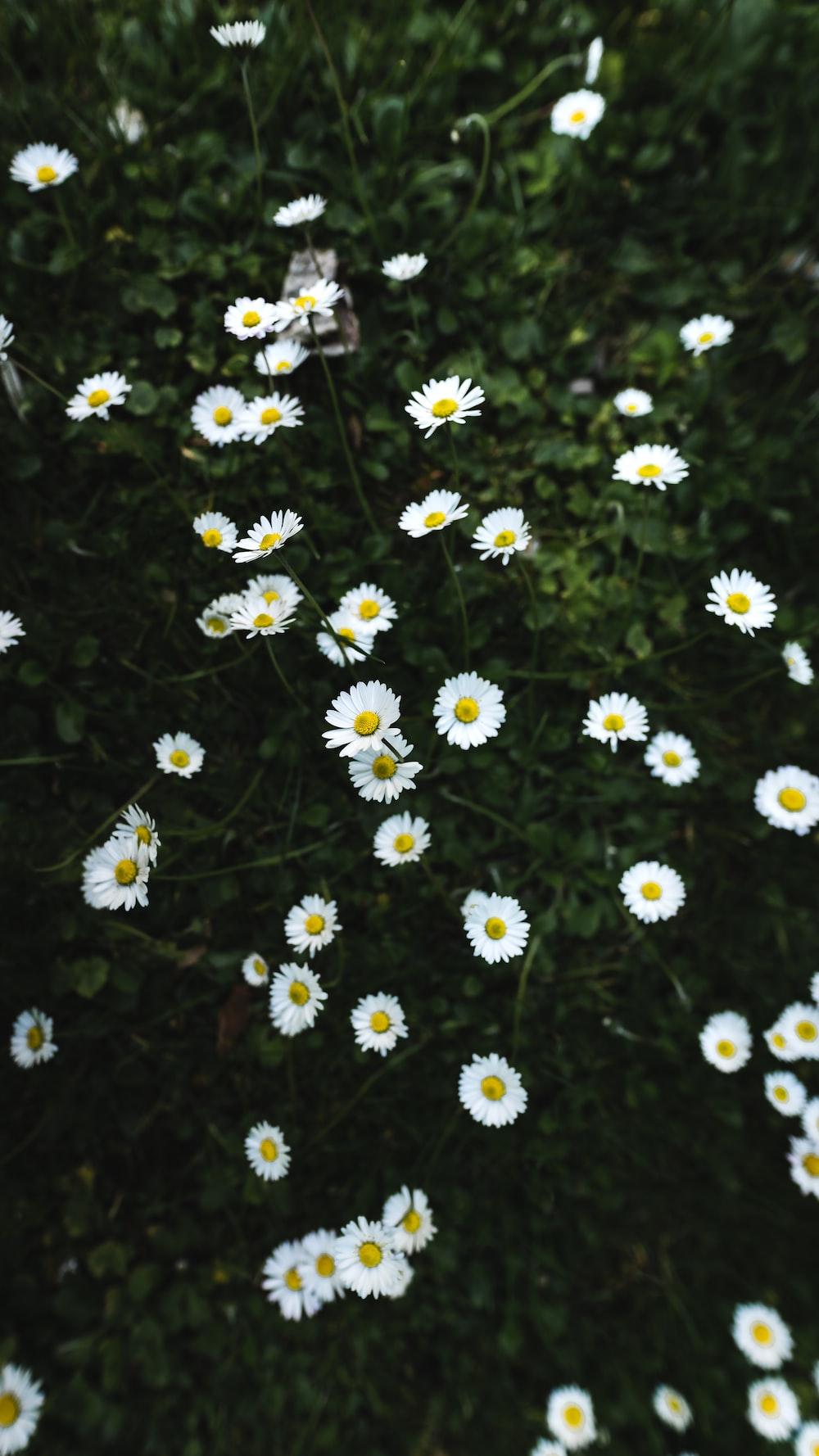 1000x1778 Flower iPhone Picture. Download Free Image