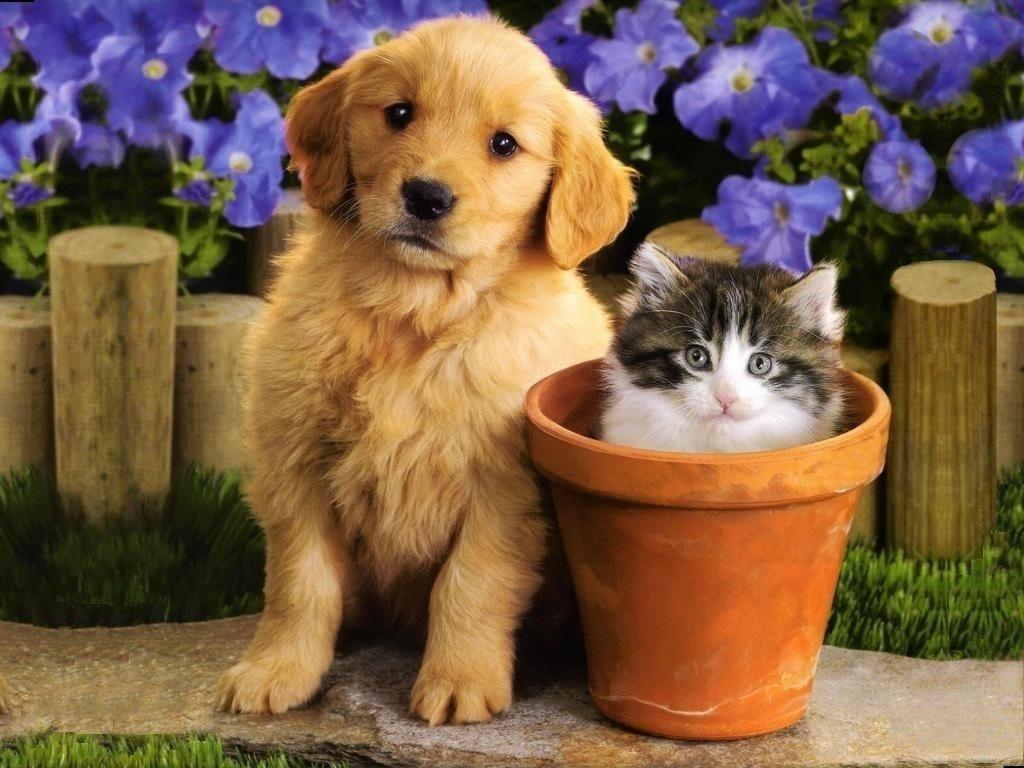 1024x768 Free download Cats Together HD Cat Cute Cat Anime Drawings Wallpaper Pet Wallpaper [1024x768] for your Desktop, Mobile & Tablet. Explore Cute Cat Drawings Wallpaper. Cute Cat Background, Cute