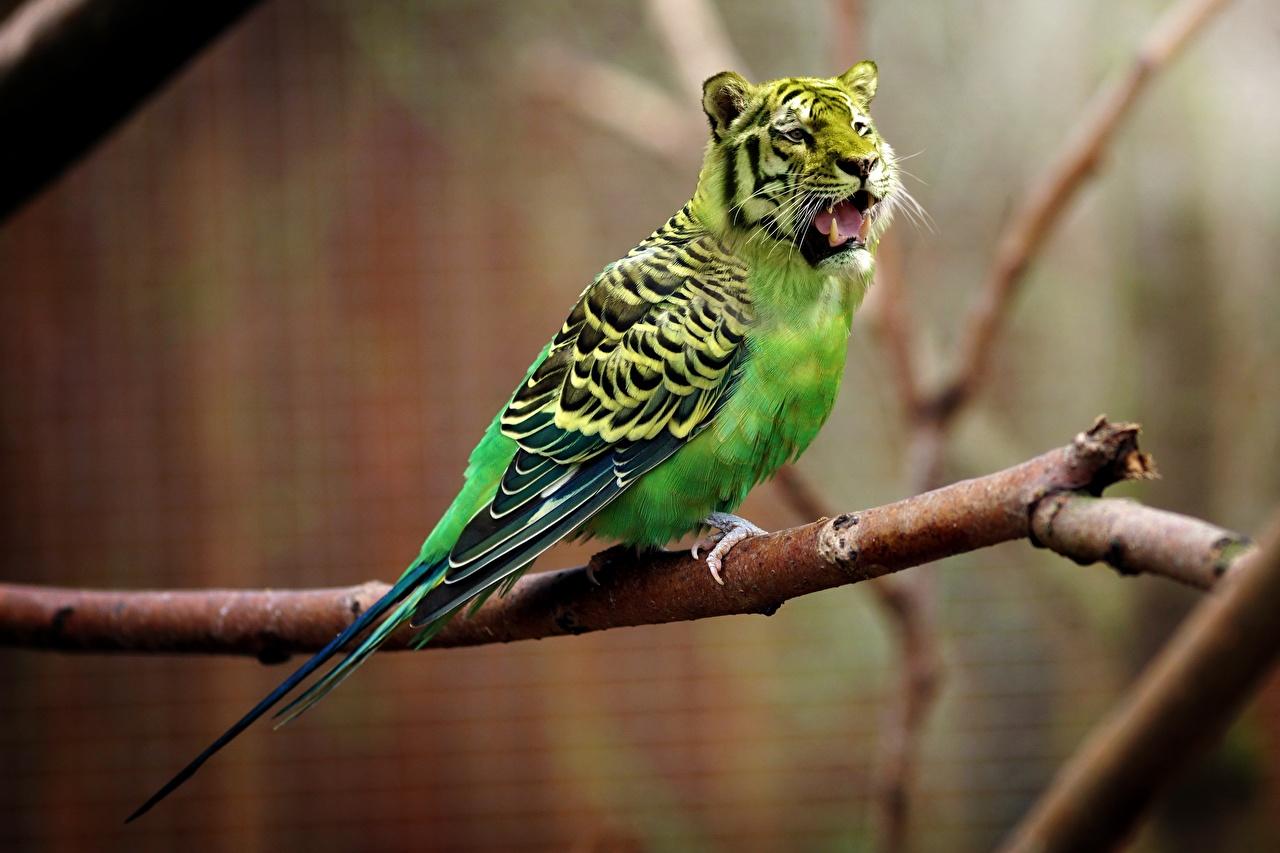 1280x853 Wallpaper Humor Birds Tigers parrot Creative Branches