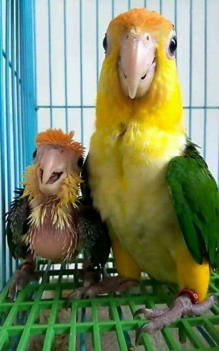 700x1124 Parrots That Prove There Is Never A Dull Moment When Owning Them As A Pet