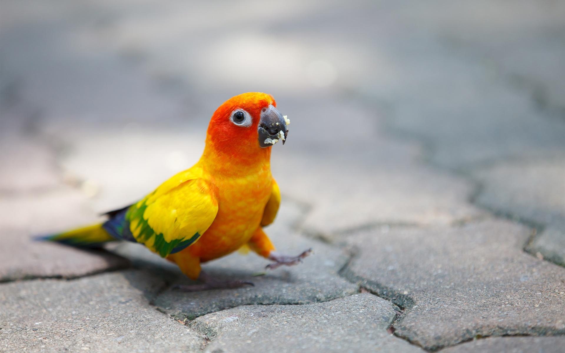 1920x1200 Funny Parrot Picture