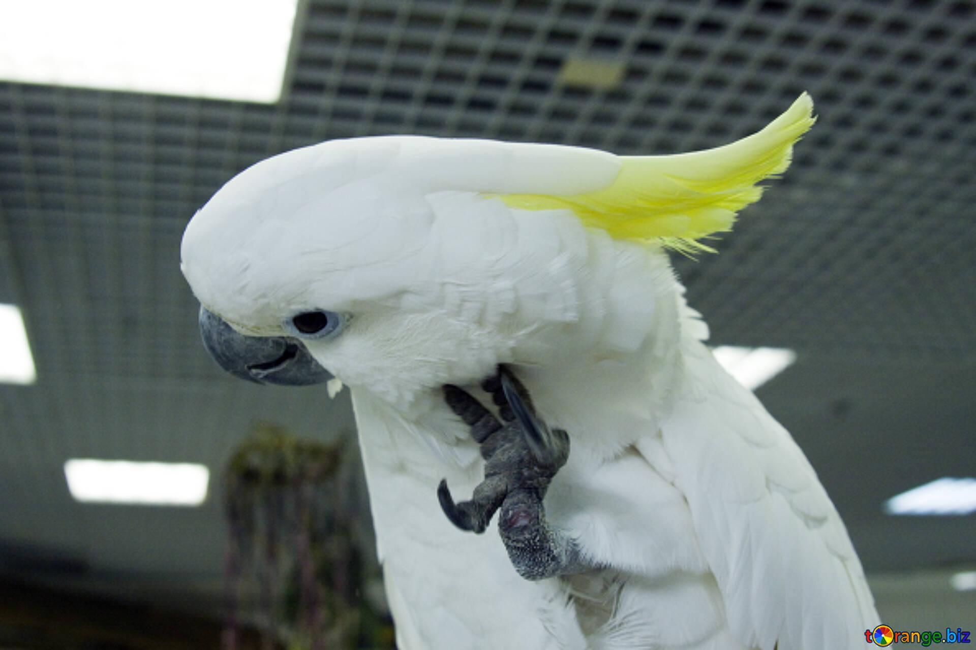 1920x1280 Funny parrot free image - № 10783
