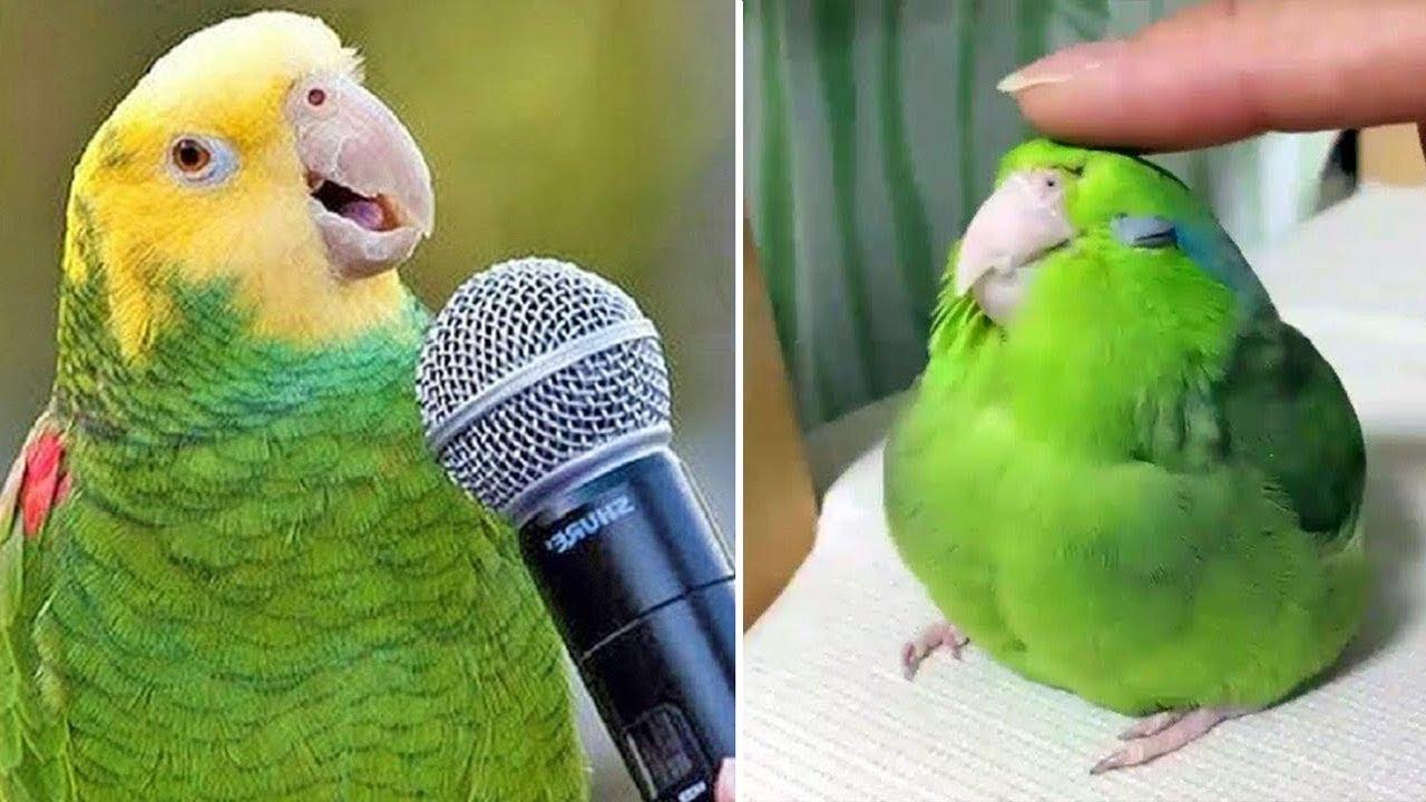 1280x720 Baby Animals