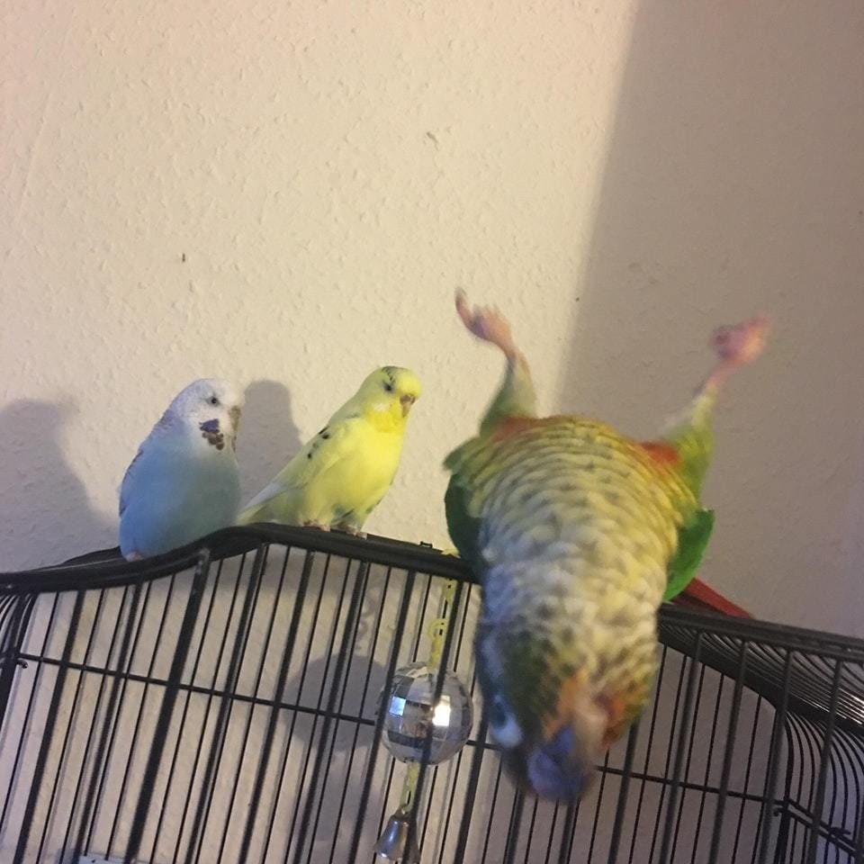 960x960 Create Comics Meme Photos Parrot Funny Parrot Girl, Colors Of Budgies Photo, Parrots In The Pet Store