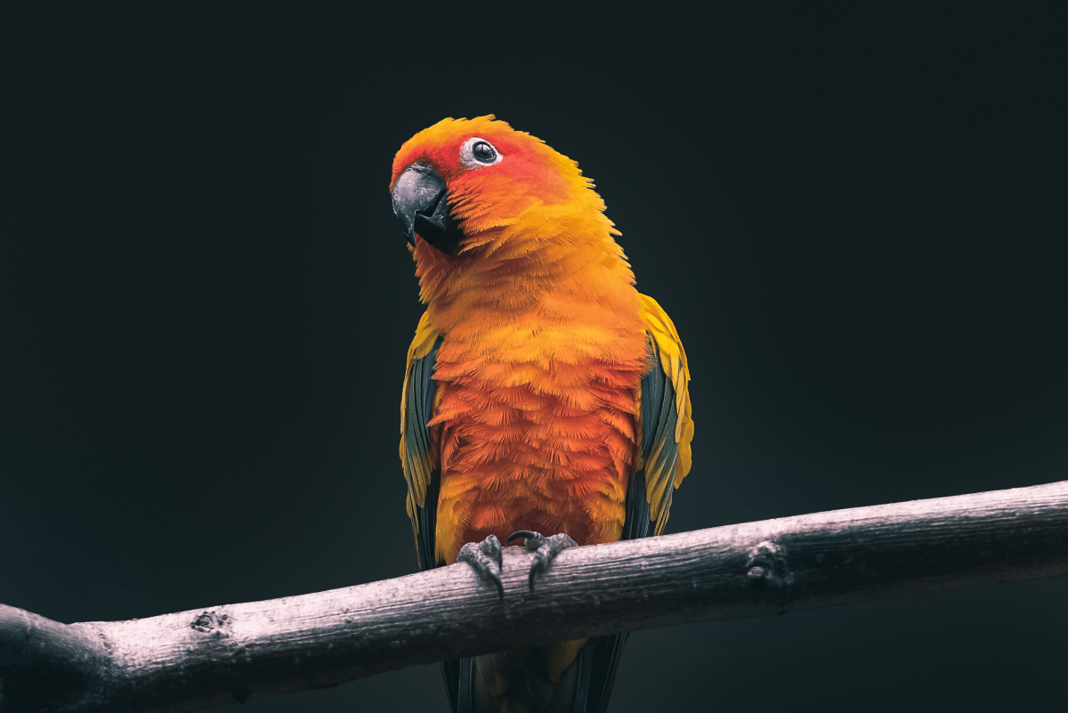1200x801 Cool Parrot Names for Your Extraordinary Bird (From Ace to Wingham)