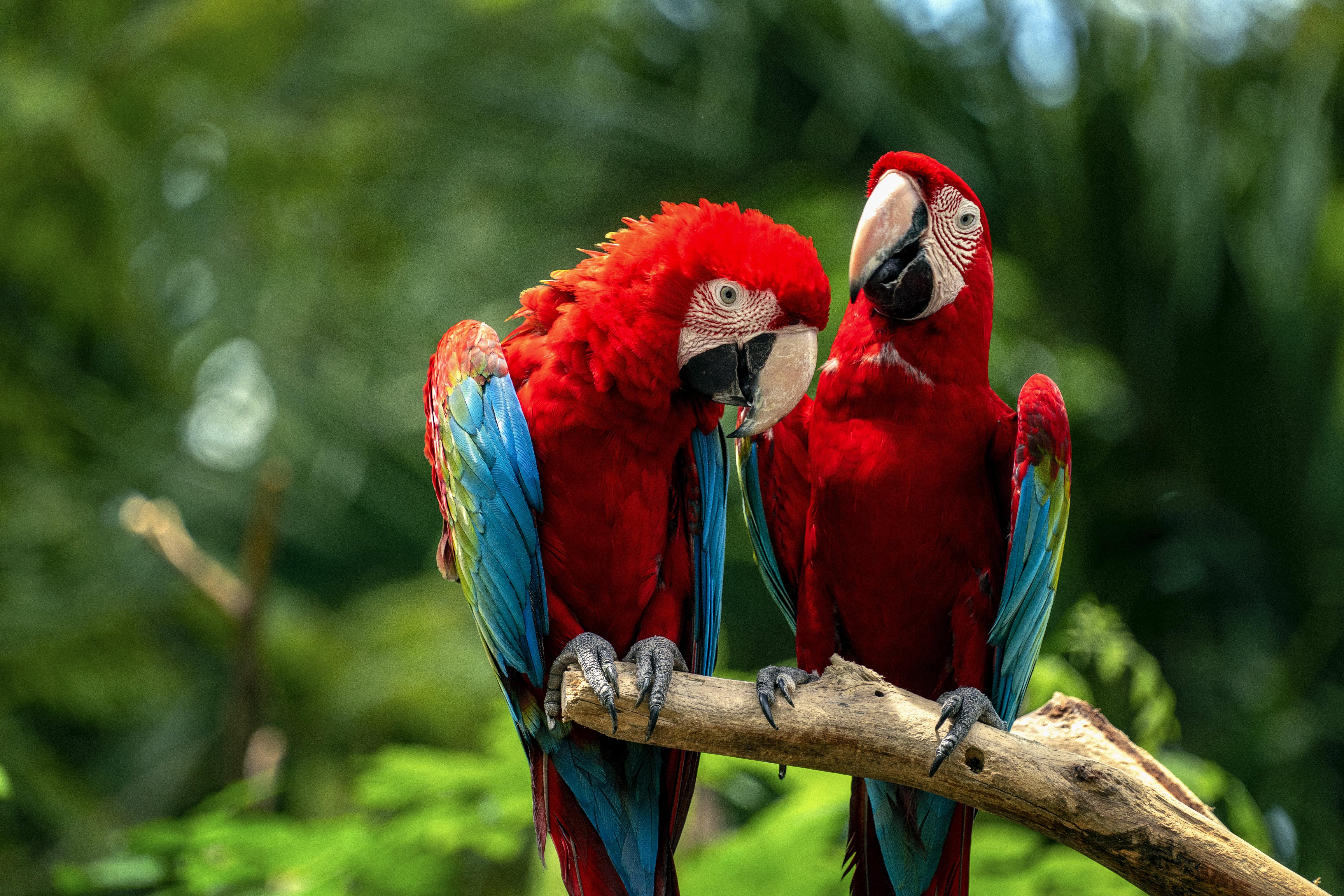 6144x4098 Macaw birds Wallpaper 4K, Couple, Colorful, Animals