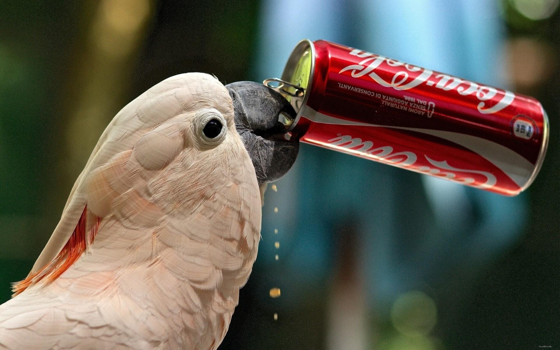 1920x1201 Wallpaper / Cockatoo, Parrot, Thirst, Funny, Drink, Coca, Cola, Bank, 1080P, Coca Cola Free Download