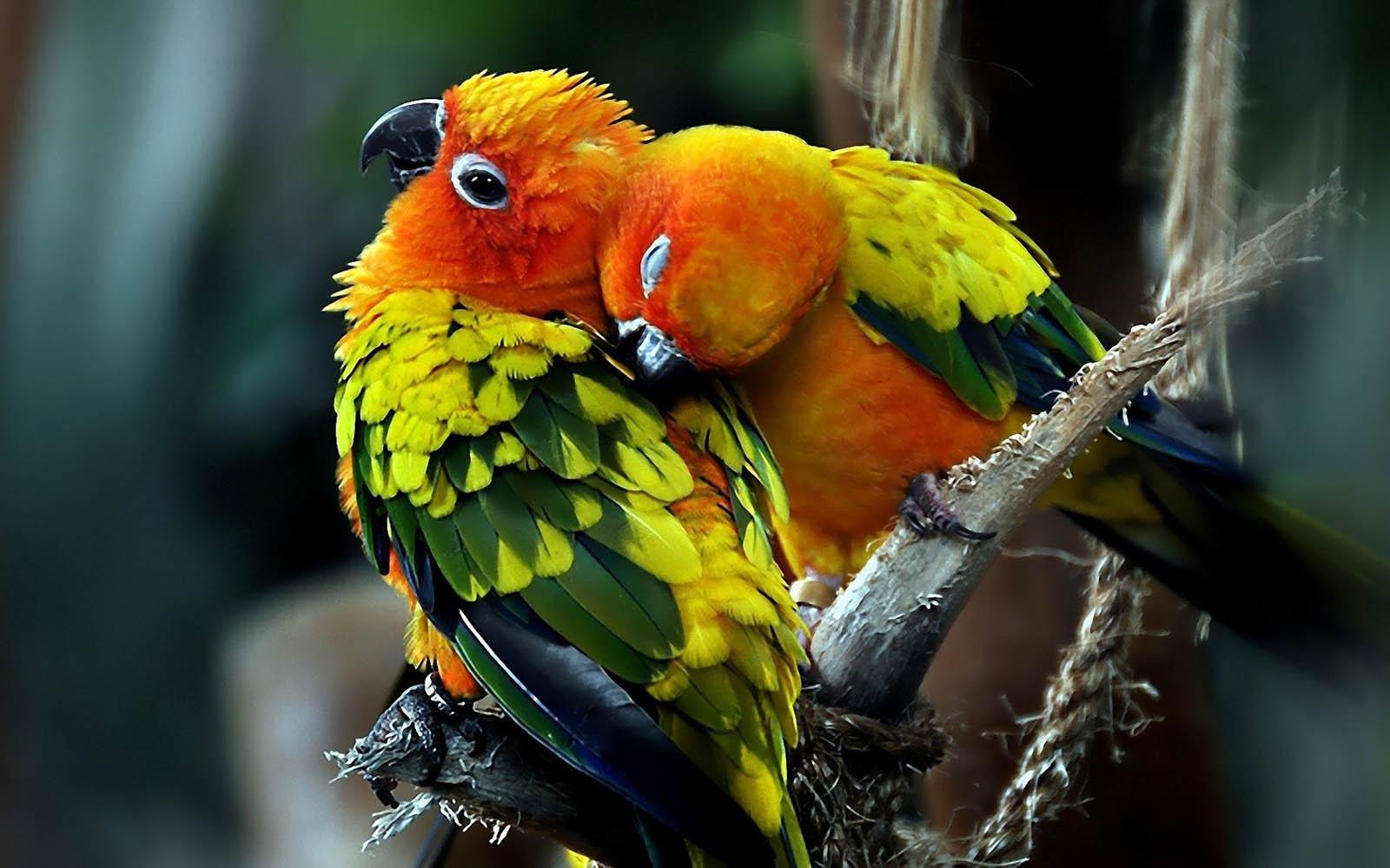1600x1000 Parrot Desktop Wallpaper