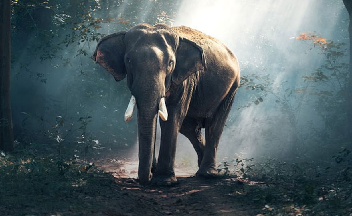 1230x757 Elephant Destroys House In Jharkhand Village, Kills 4 People