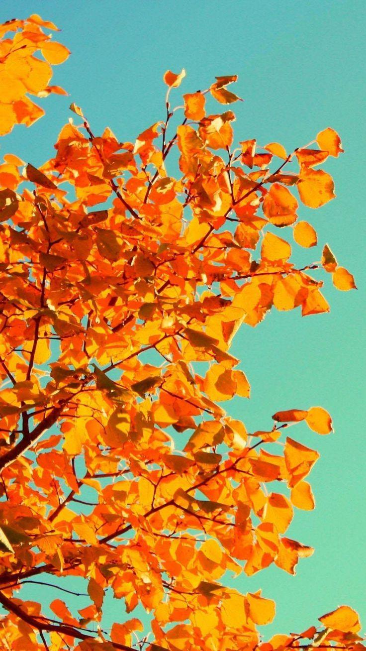 736x1308 Fall Tree Art #iPhone s #Wallpaper. iPhone wallpaper fall, Fall wallpaper, Phone wallpaper image