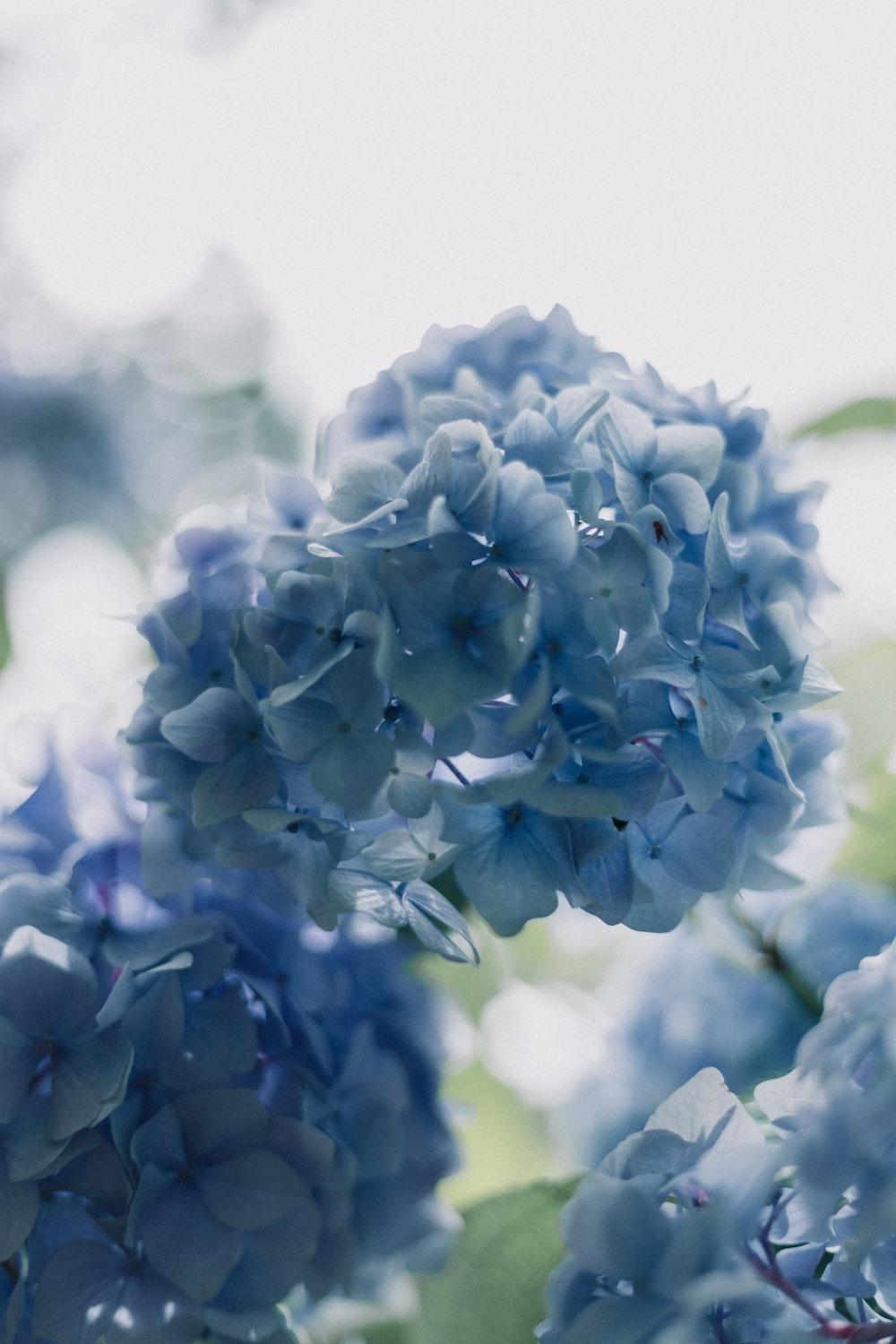 1000x1500 Sympathy Picture. Download Free Image