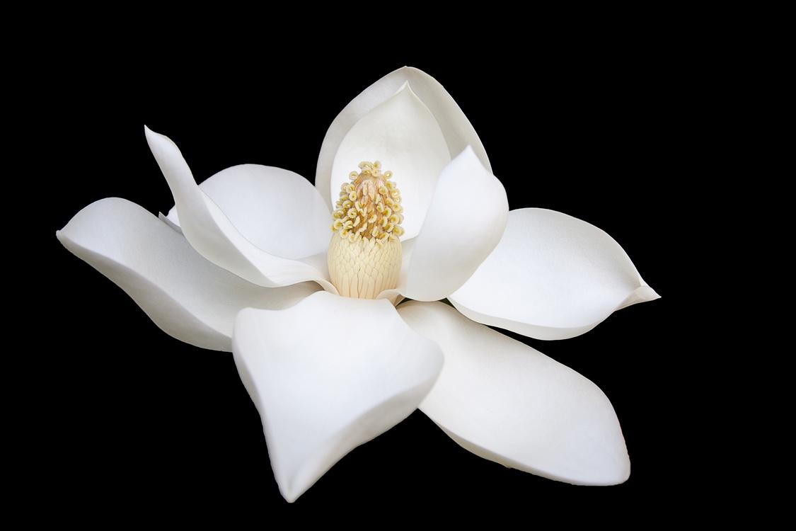 1125x750 Computer Wallpaper, Plant, Flower Background Free Photo / Illustration