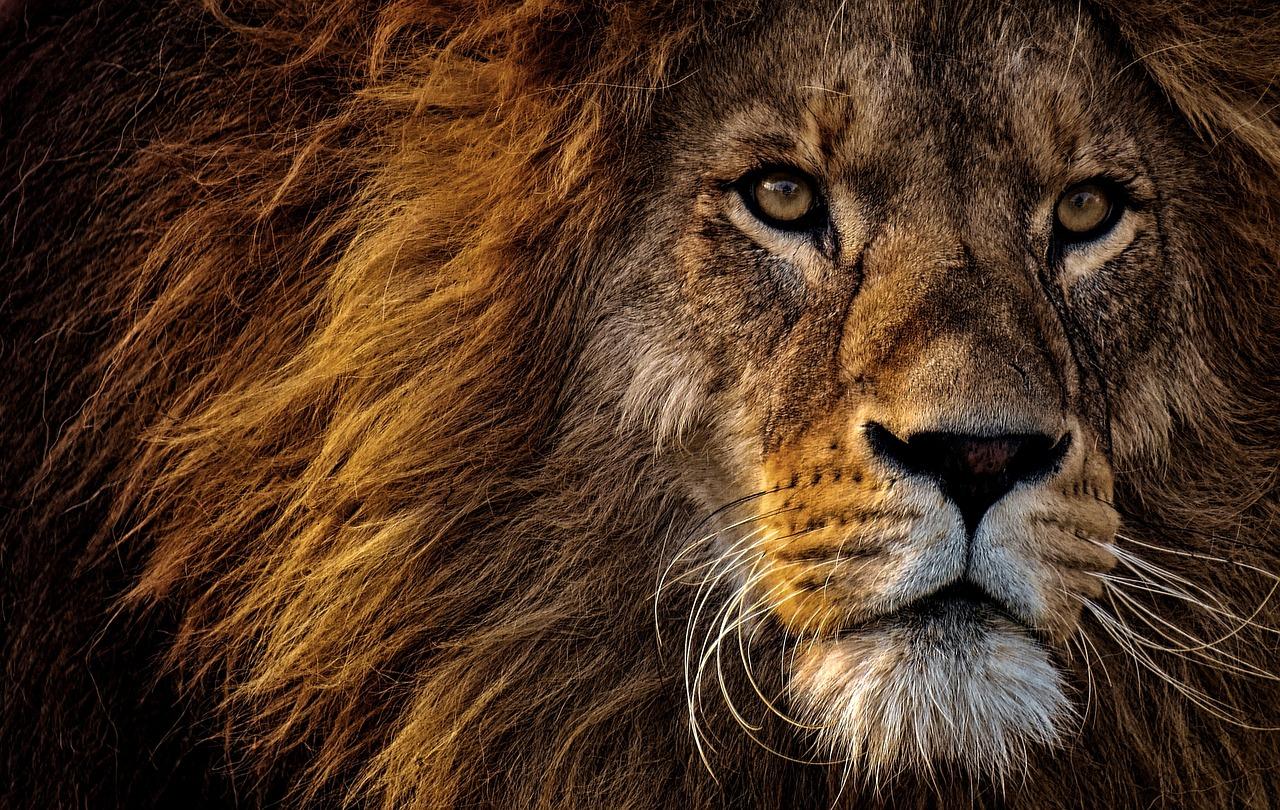 1280x810 Best Lion Image & Free HD