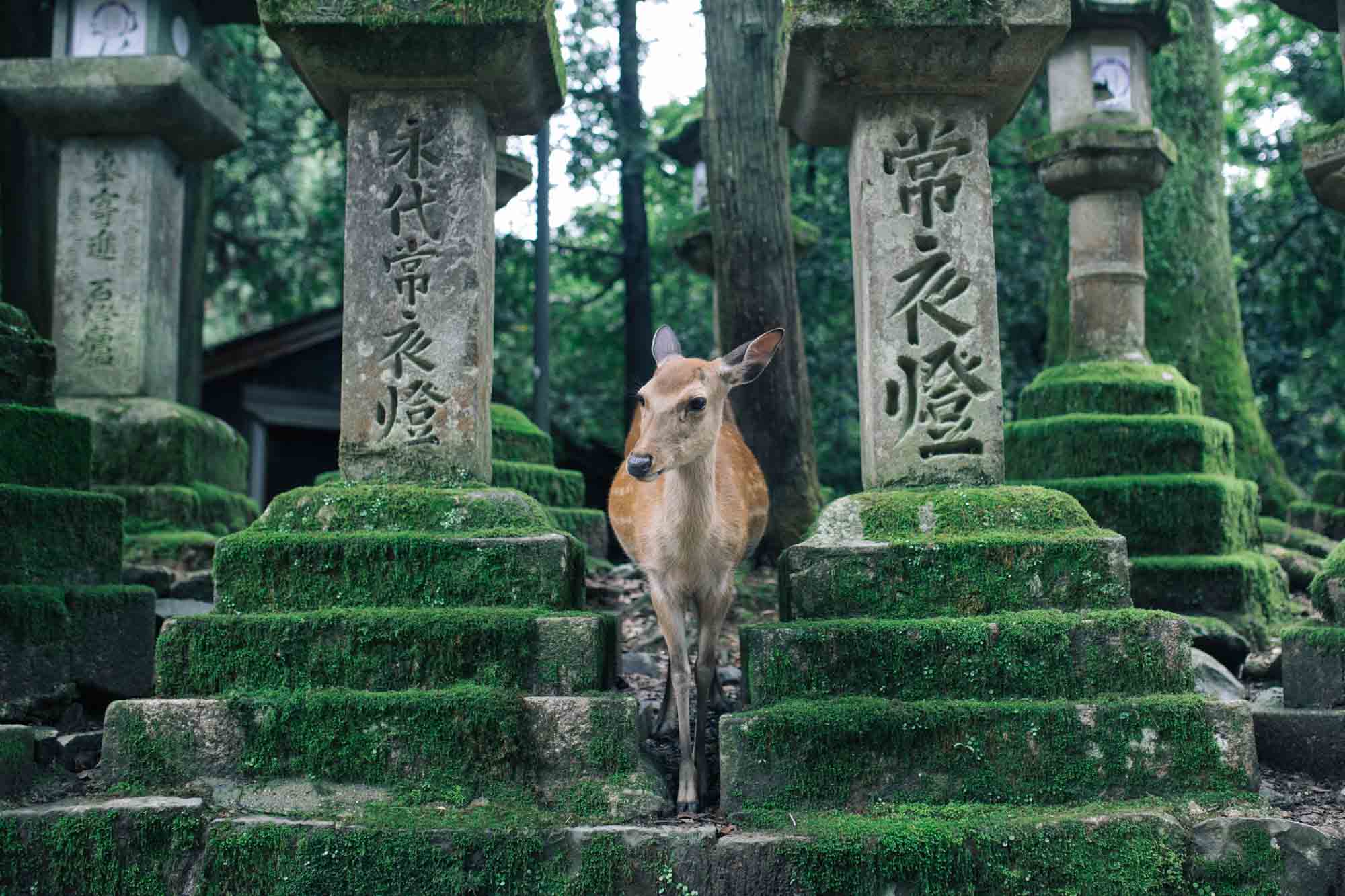 2000x1333 Amazing Things to Do in NARA, Japan (2023 Edition)