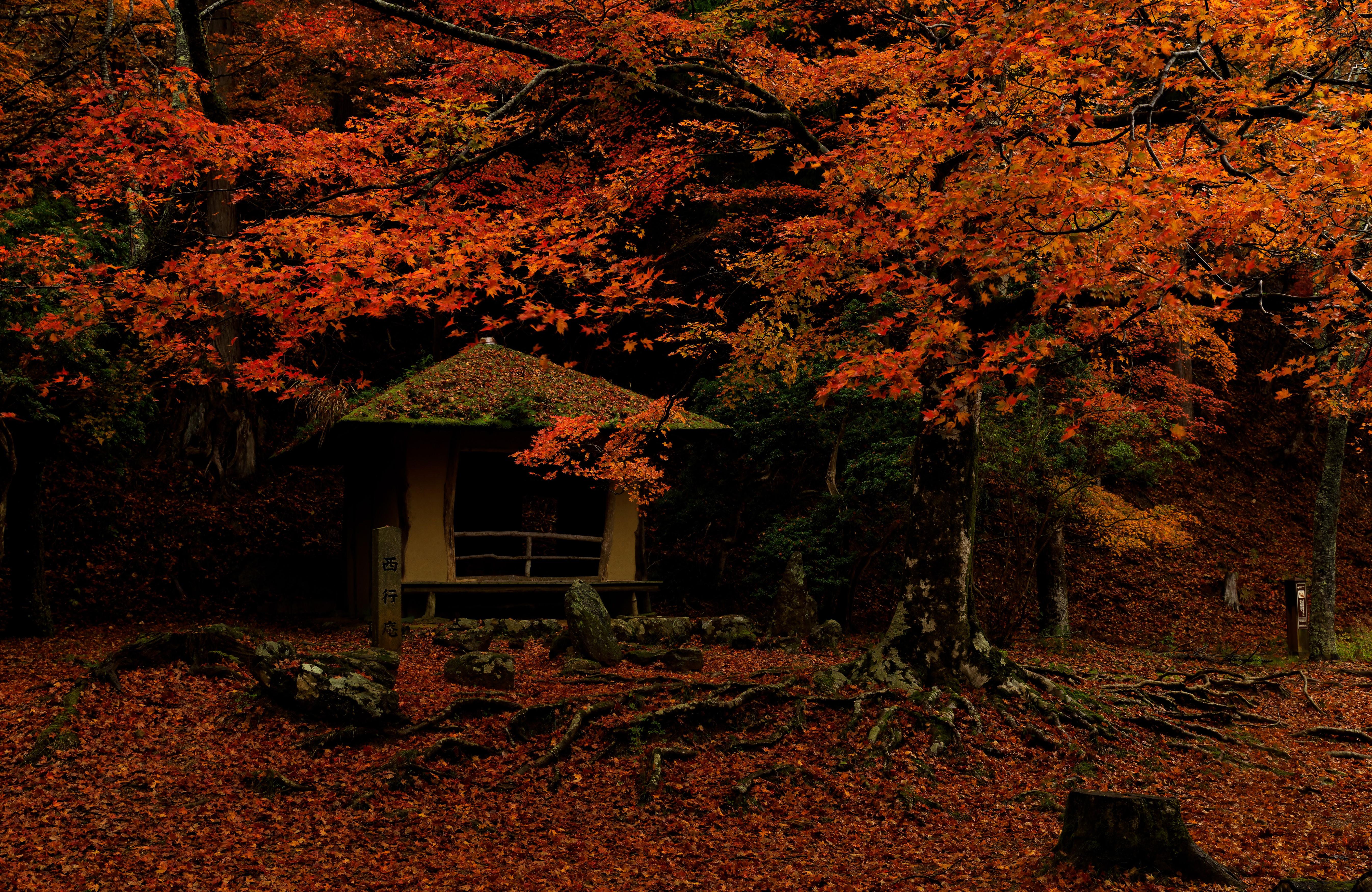 5385x3500 4K, 5K, Nara Park, Japan, Parks, Autumn, Foliage, Trees Gallery HD Wallpaper