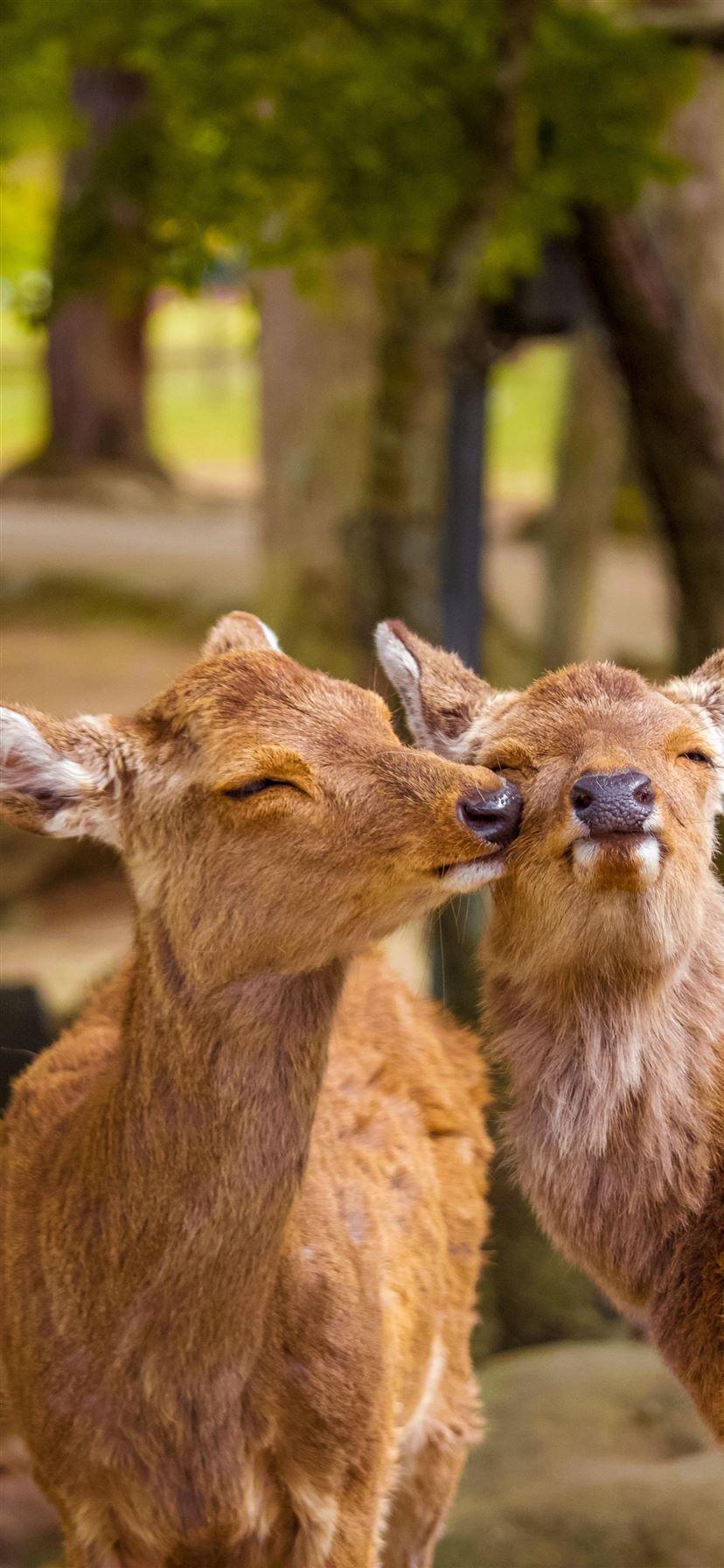 828x1792 Nara Park Nara Japan iPhone X Wallpaper Free Download