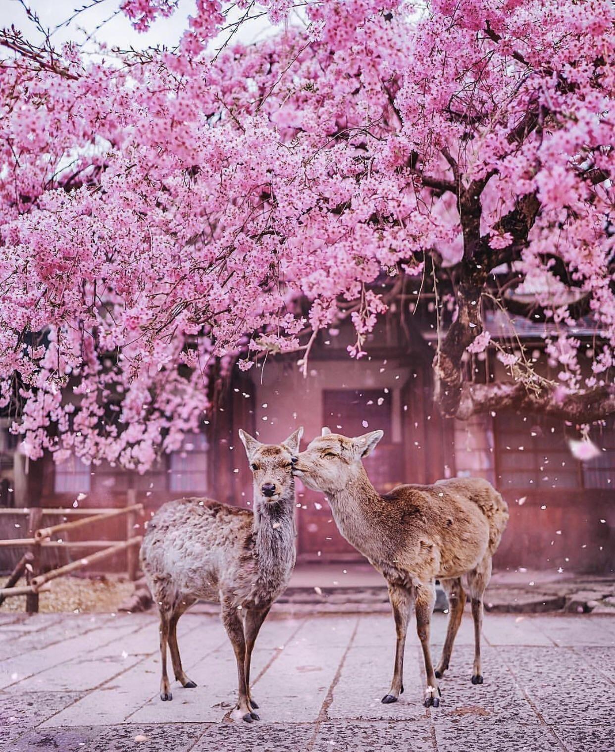 Nara Japan Wallpapers - Top Free Nara Japan Backgrounds - WallpaperAccess