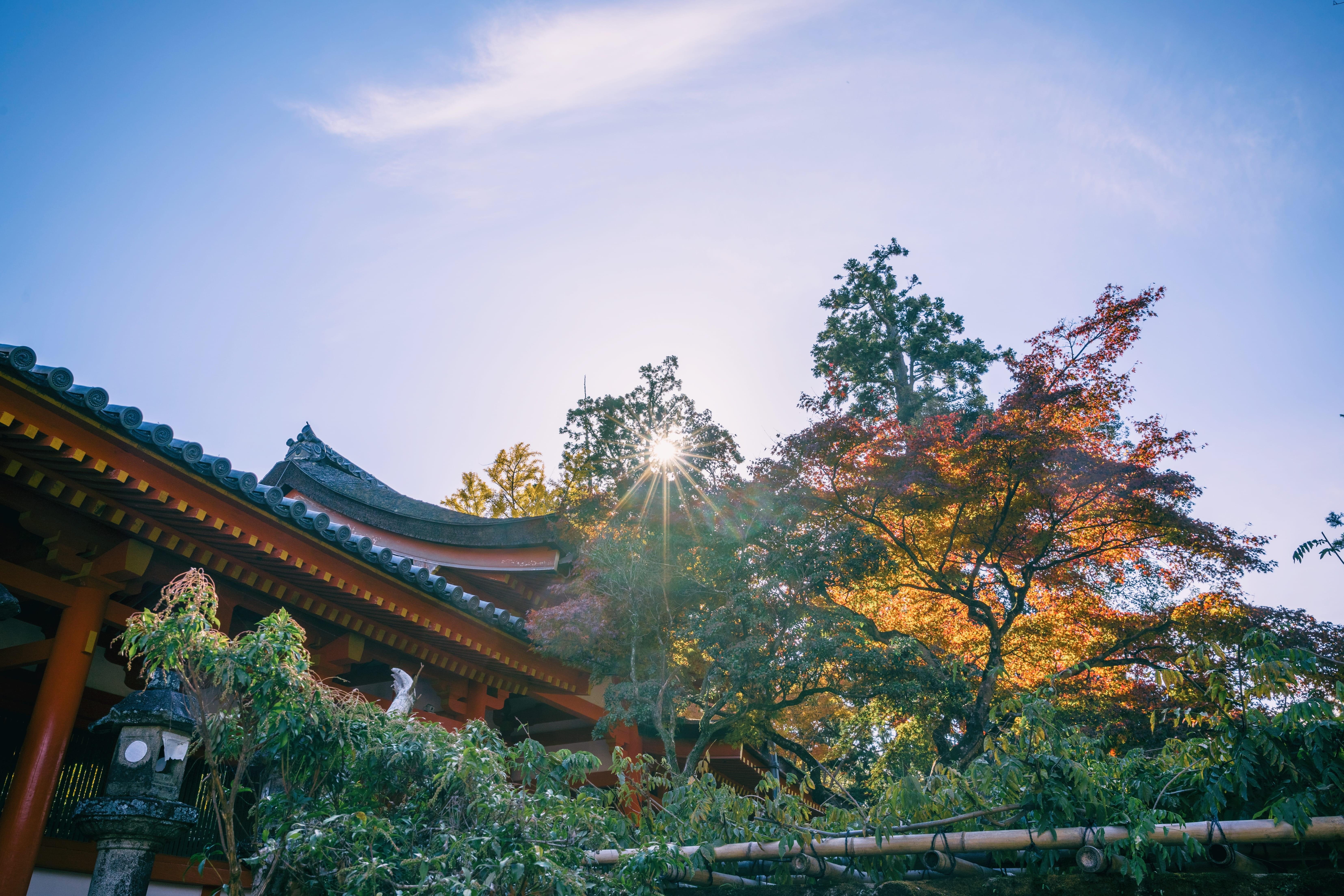 6619x4413 Wallpaper / Change, Built Structure, Building, Architecture, Tree, Nara Shi, Plant, Kasugataisha, Japan, Kasuga Taisha, Growth, Day, Religion, Place Of Worship, Outdoors Free Download