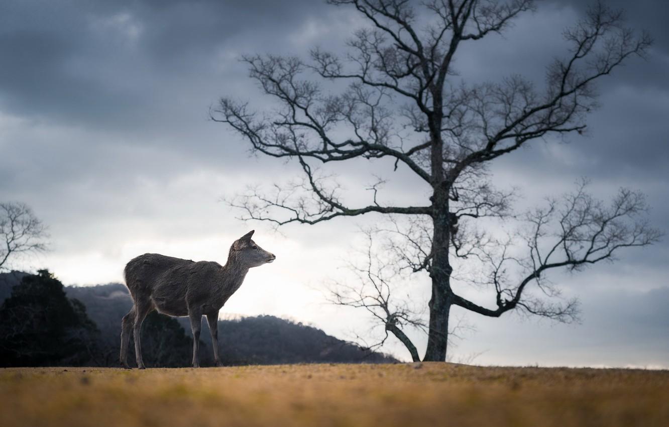 1332x850 Wallpaper Japan, Deer, Nara Park image for desktop, section животные