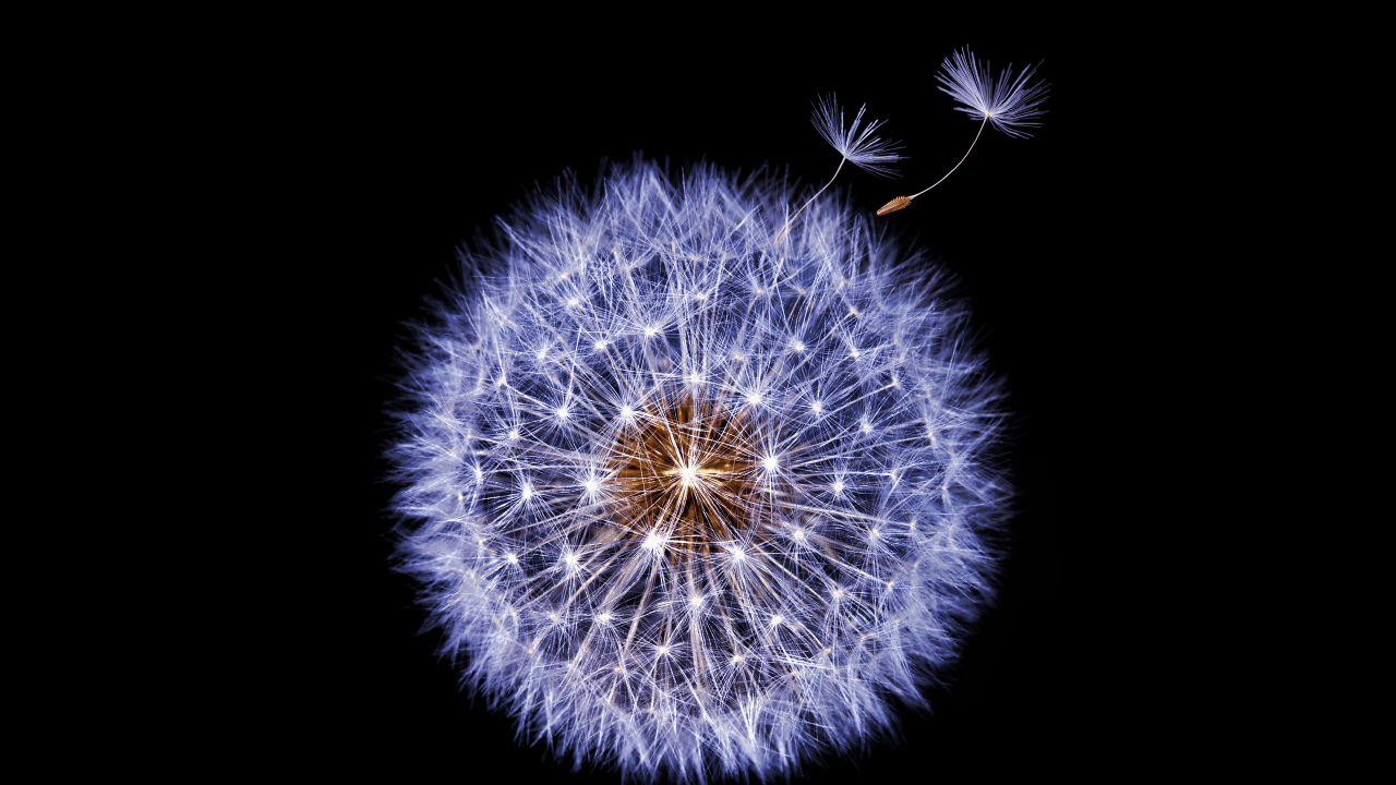 1280x720 Wallpaper Samsung Galaxy S Dandelion flower, Dark, Stock, HD