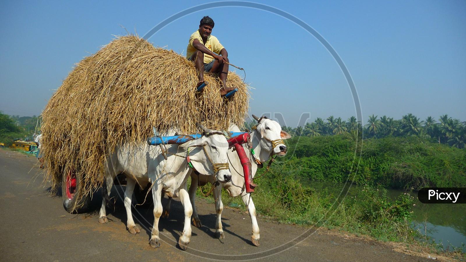 Bullock Cart Wallpapers Top Free Bullock Cart Backgrounds
