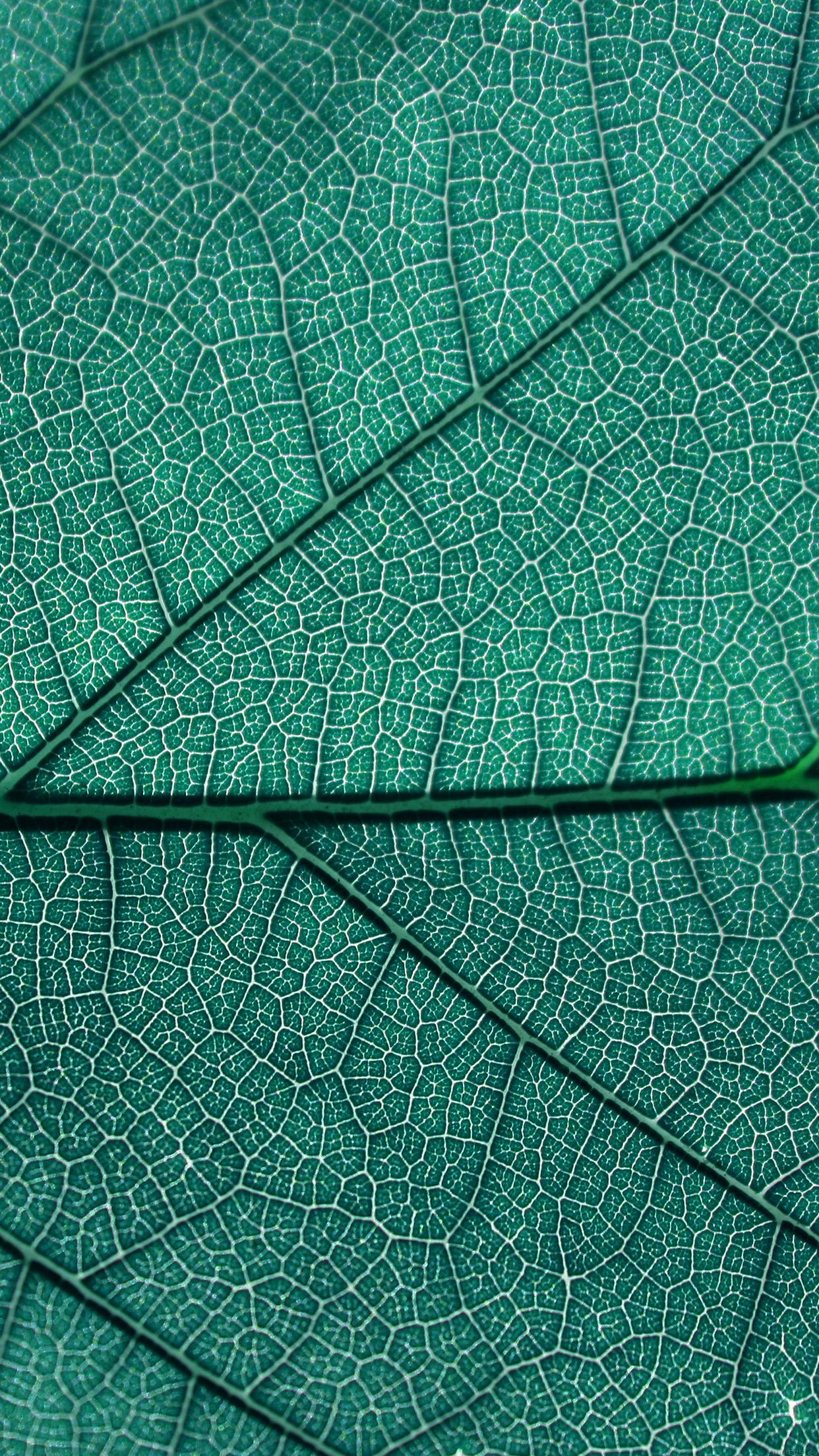 1242x2208 iPhone X wallpaper. leaf blue nature texture pattern