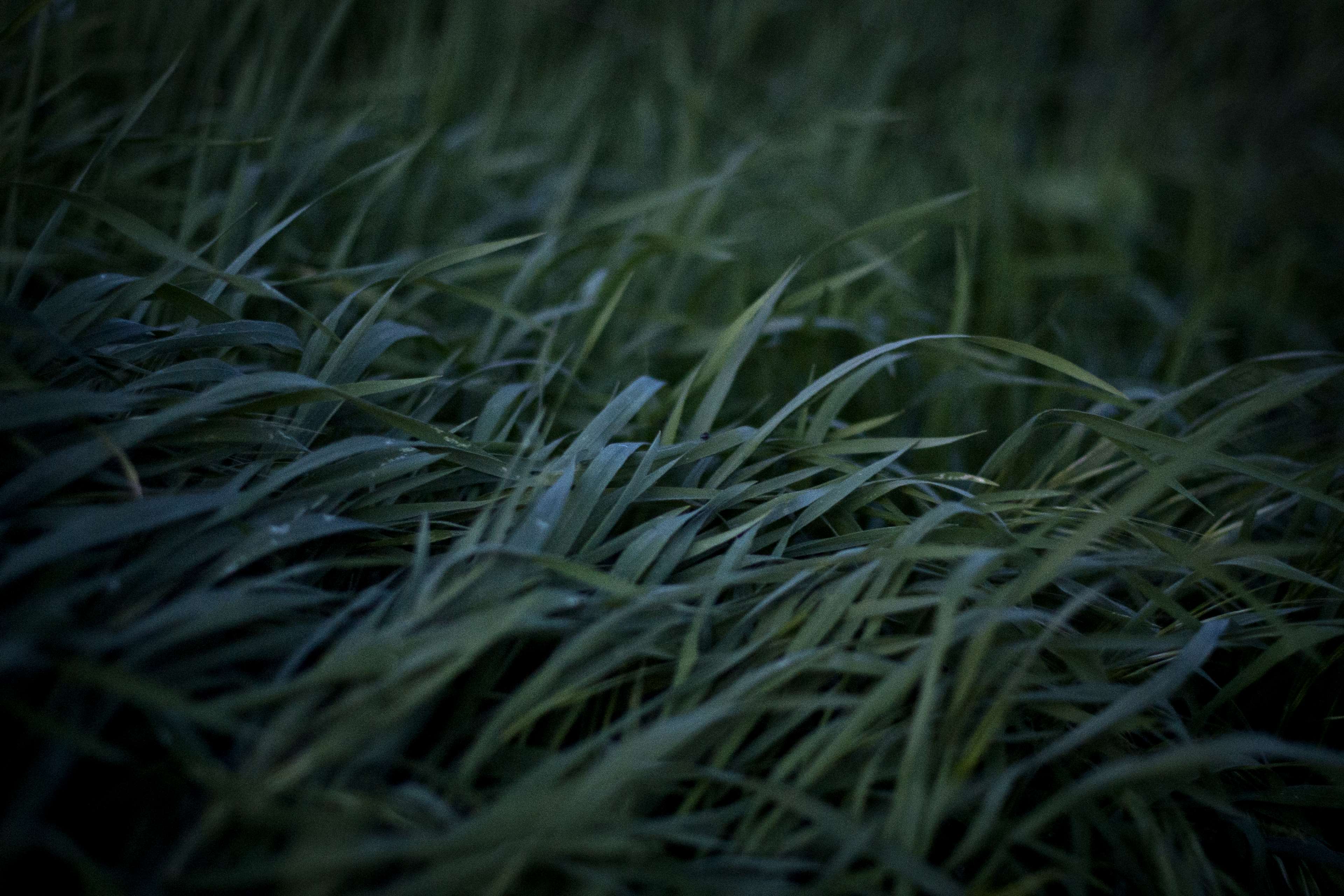 3840x2560 background, grass, nature, texture 4k wallpaper.me!