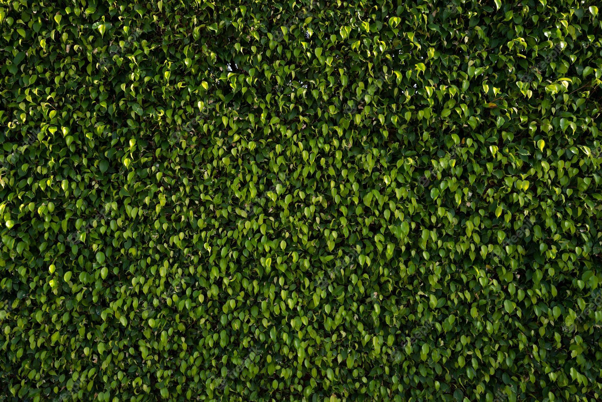 2000x1335 Premium Photo. Green leaves background leaf background texture green nature wallpaper