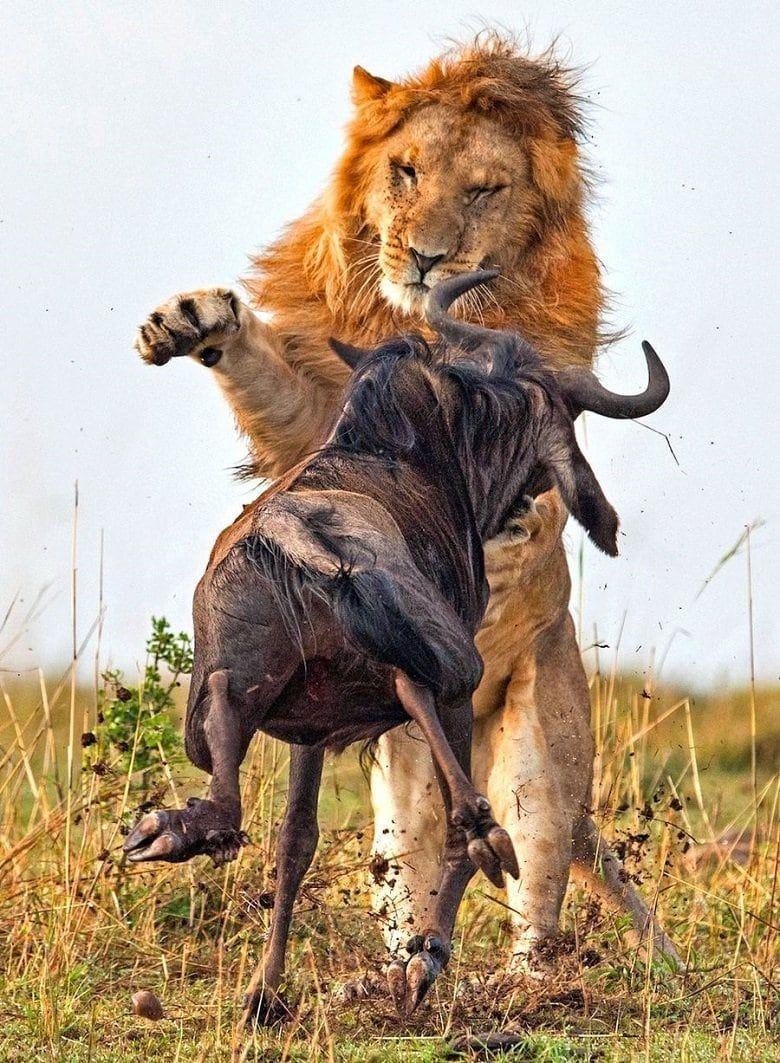 780x1063 Lion Hunting Wallpaper