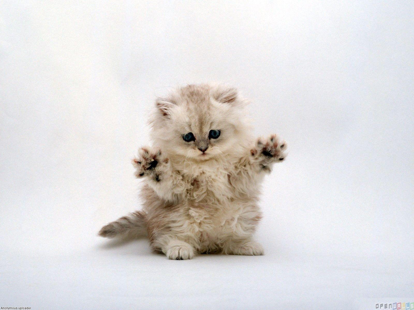 1600x1200 Munchkin Cat Wallpaper
