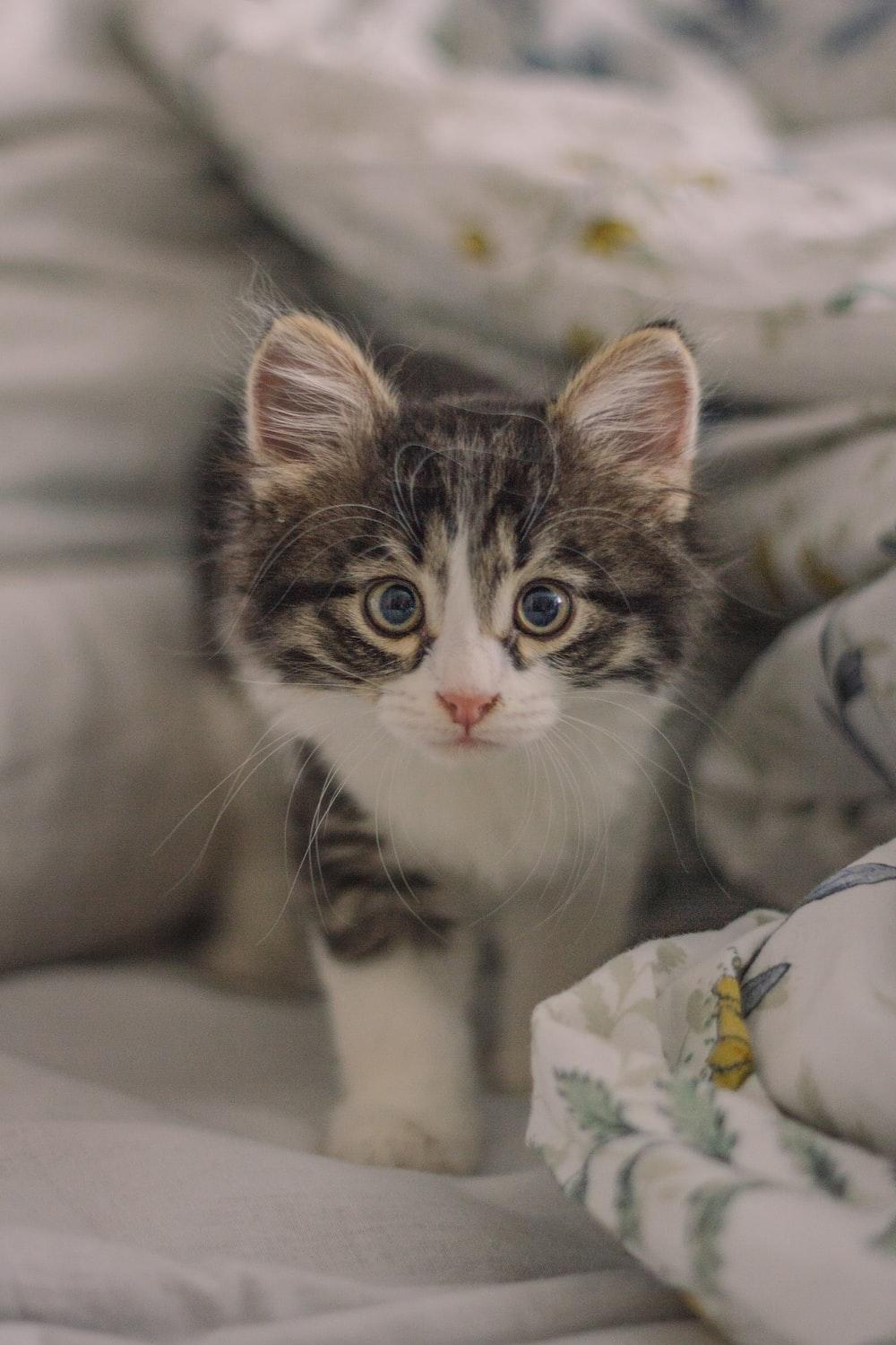 1000x1500 Munchkin Cat Picture. Download Free Image