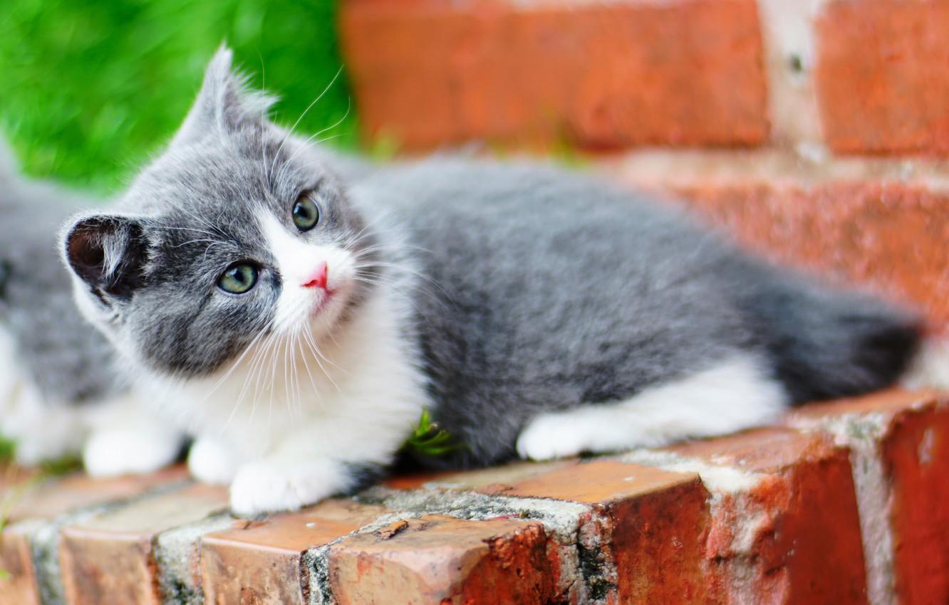 1332x850 Wallpaper cat, kitty, Munchkin image for desktop, section кошки